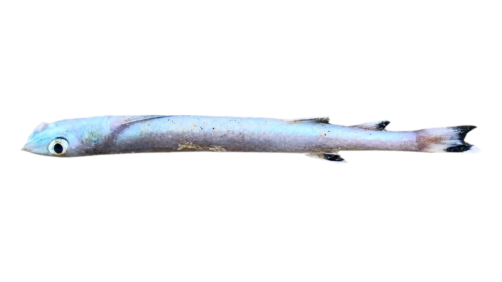 Ratfish (Gonorynchus greyi) specimen