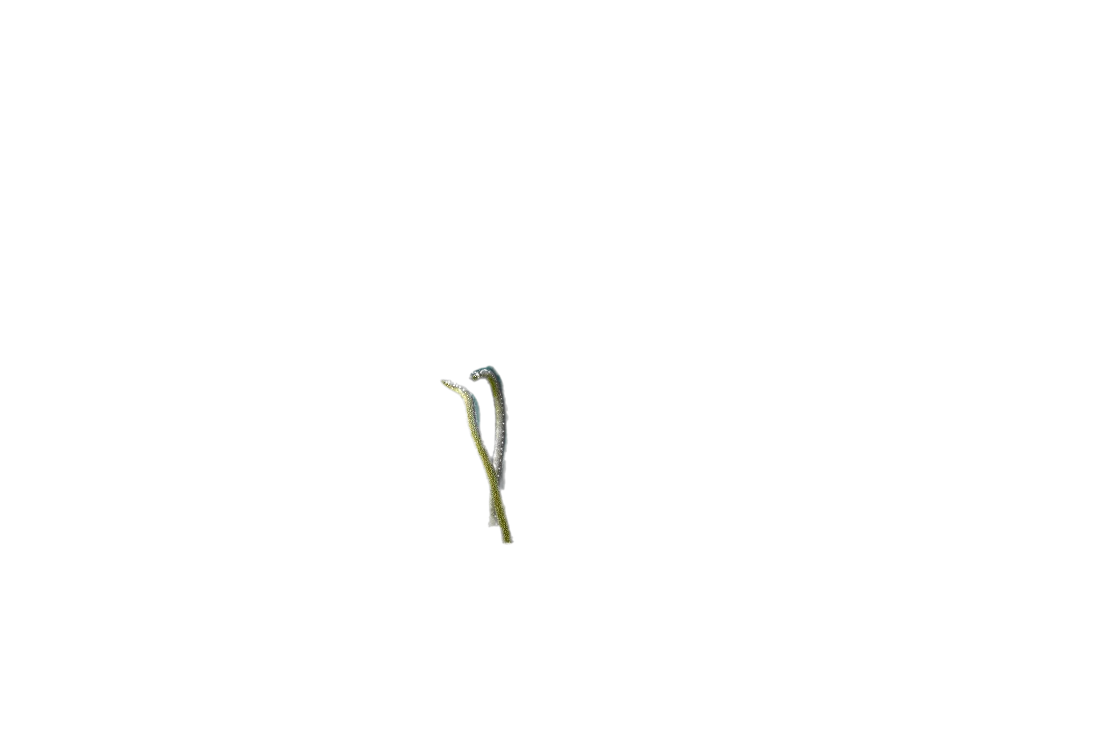 Barnes' garden eel (Gorgasia barnesi) specimen