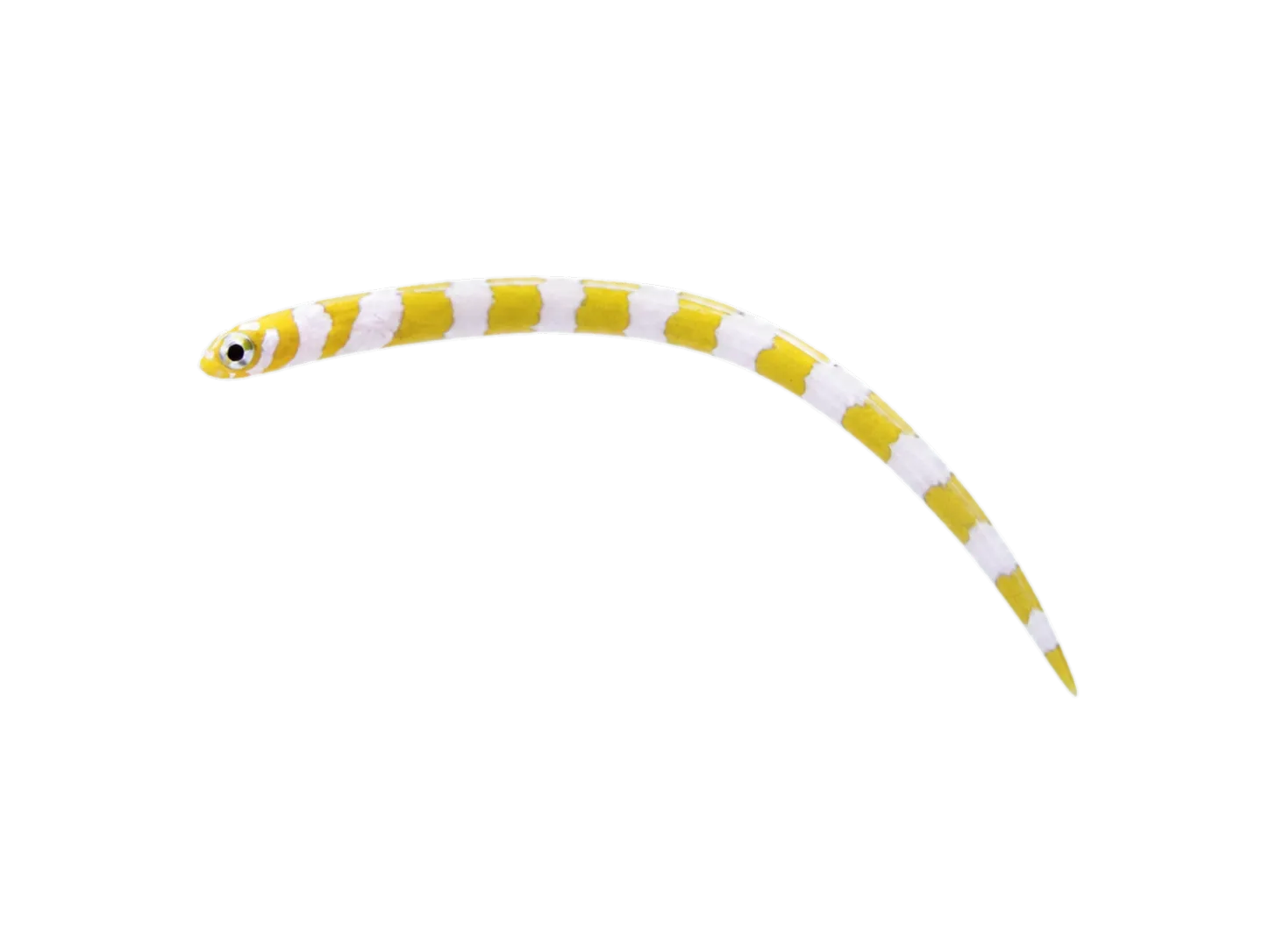 Splendid garden eel (Gorgasia preclara) specimen
