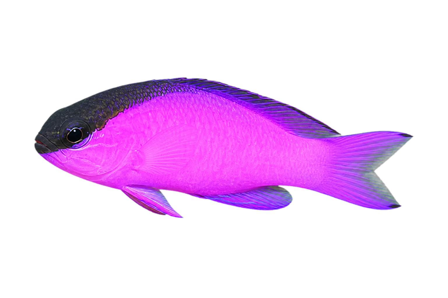blackcap basslet (Gramma melacara) specimen