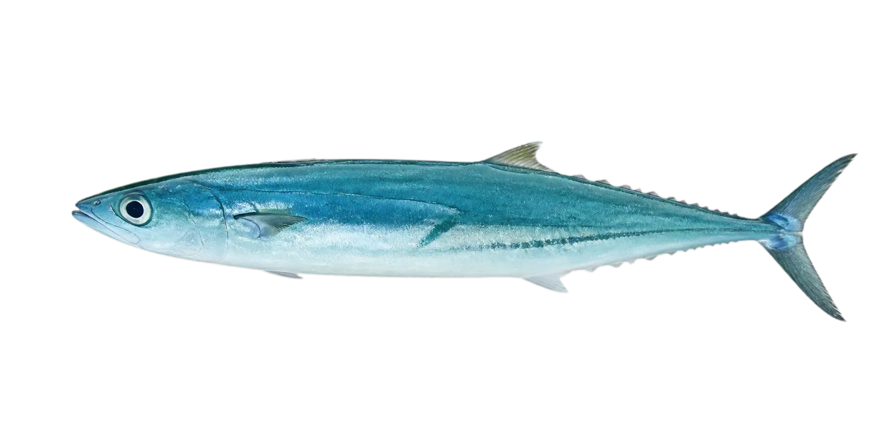 Double-lined mackerel (Grammatorcynus bilineatus) specimen