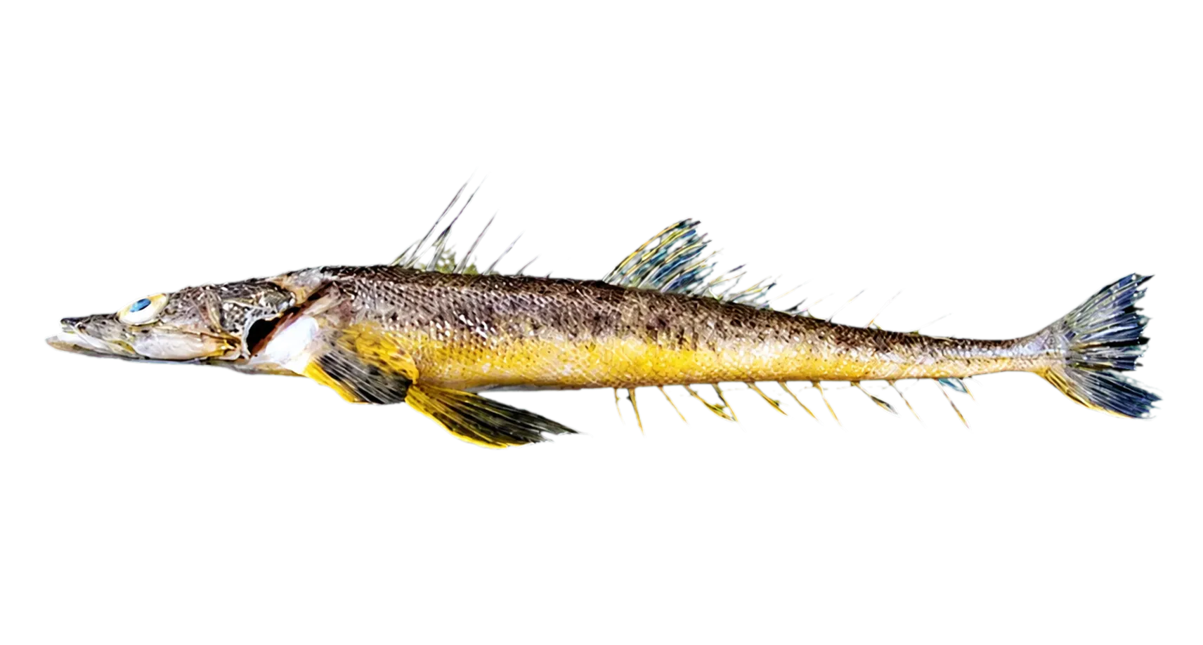 Flathead (Grammoplites knappi) specimen