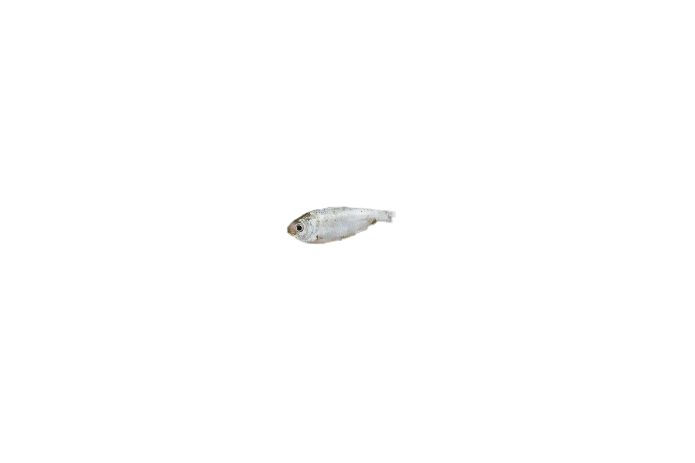 Indian river shad (Gudusia chapra) specimen