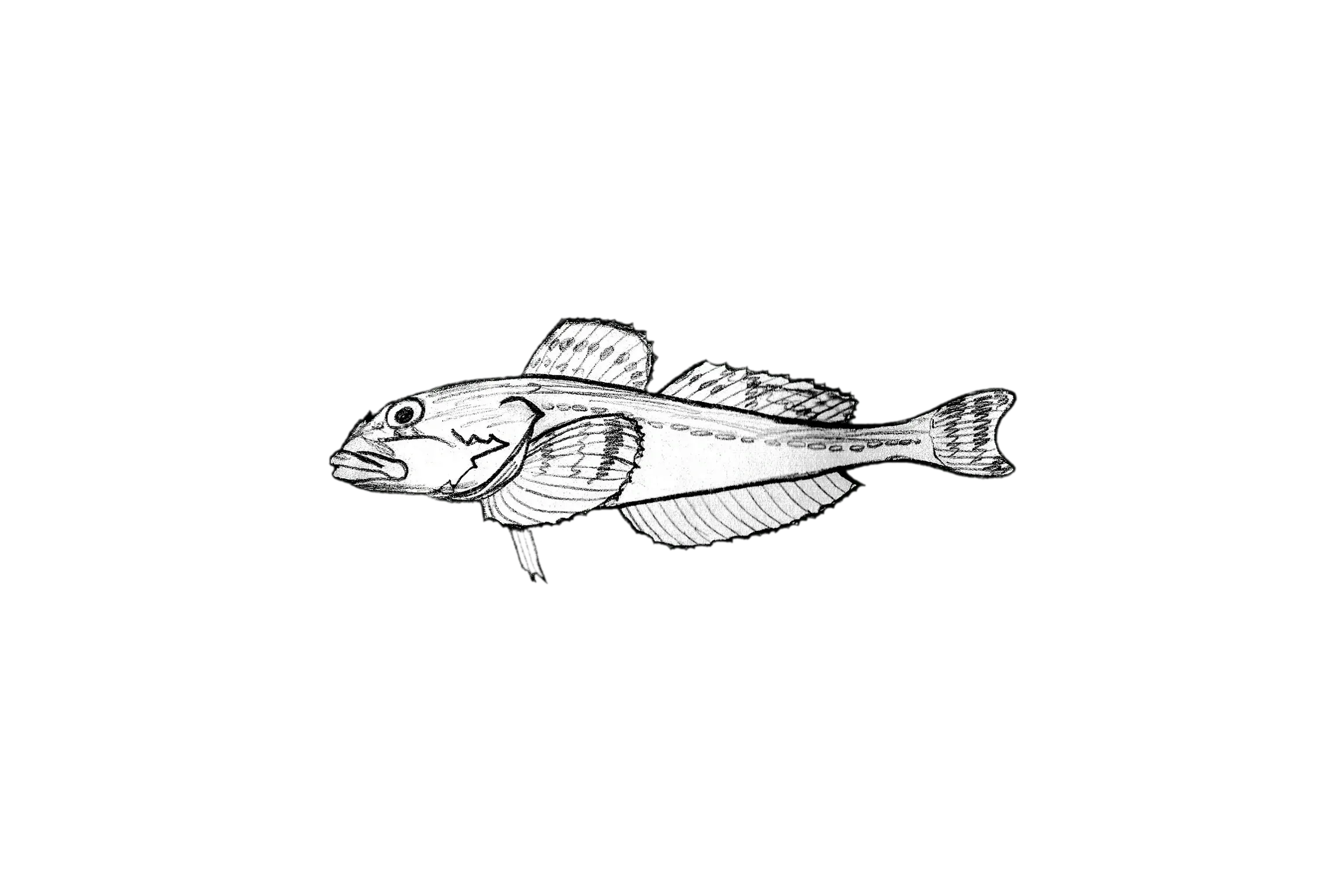 Blackedged sculpin (Gymnocanthus herzensteini) specimen