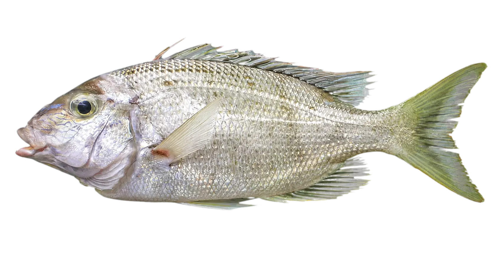 blue-lined large-eye bream (Gymnocranius grandoculis) specimen