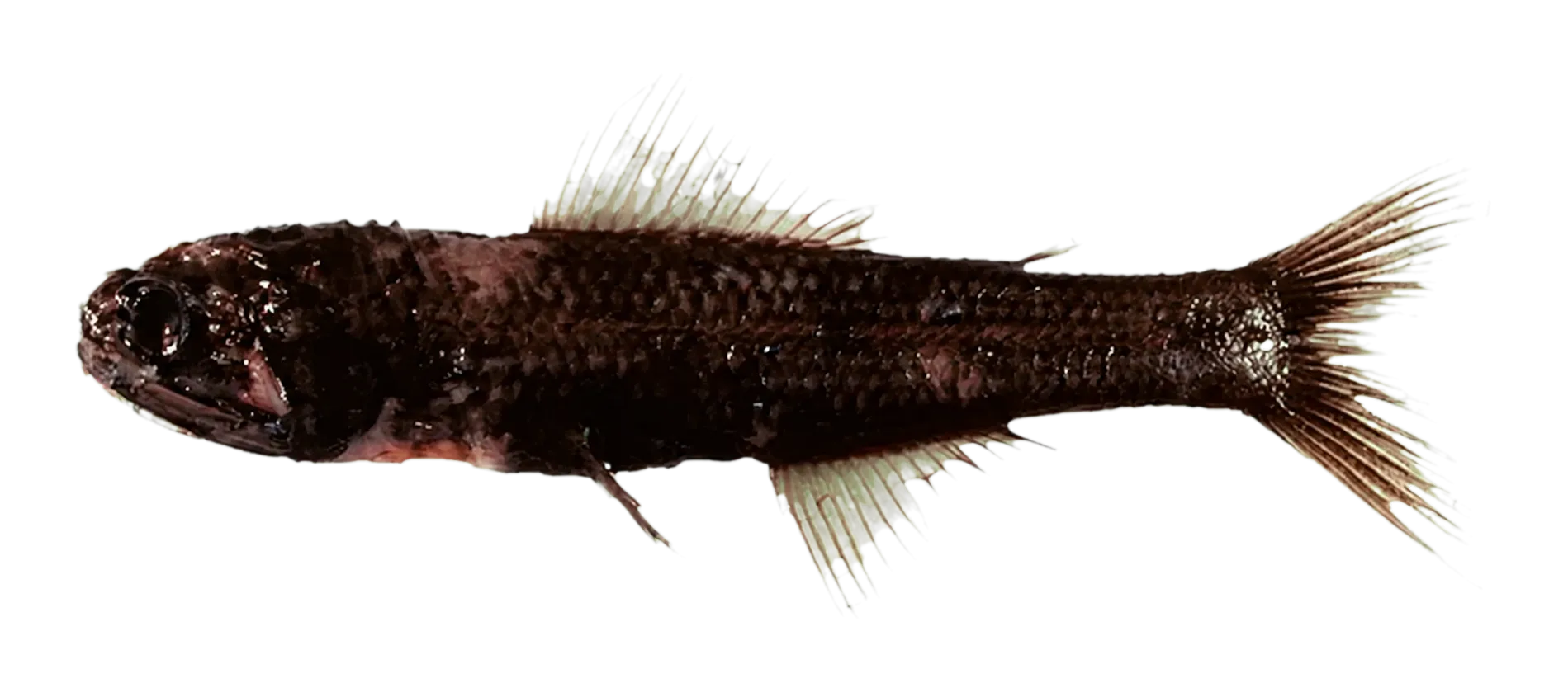 False-midas lanternfish (Gymnoscopelus hintonoides) specimen