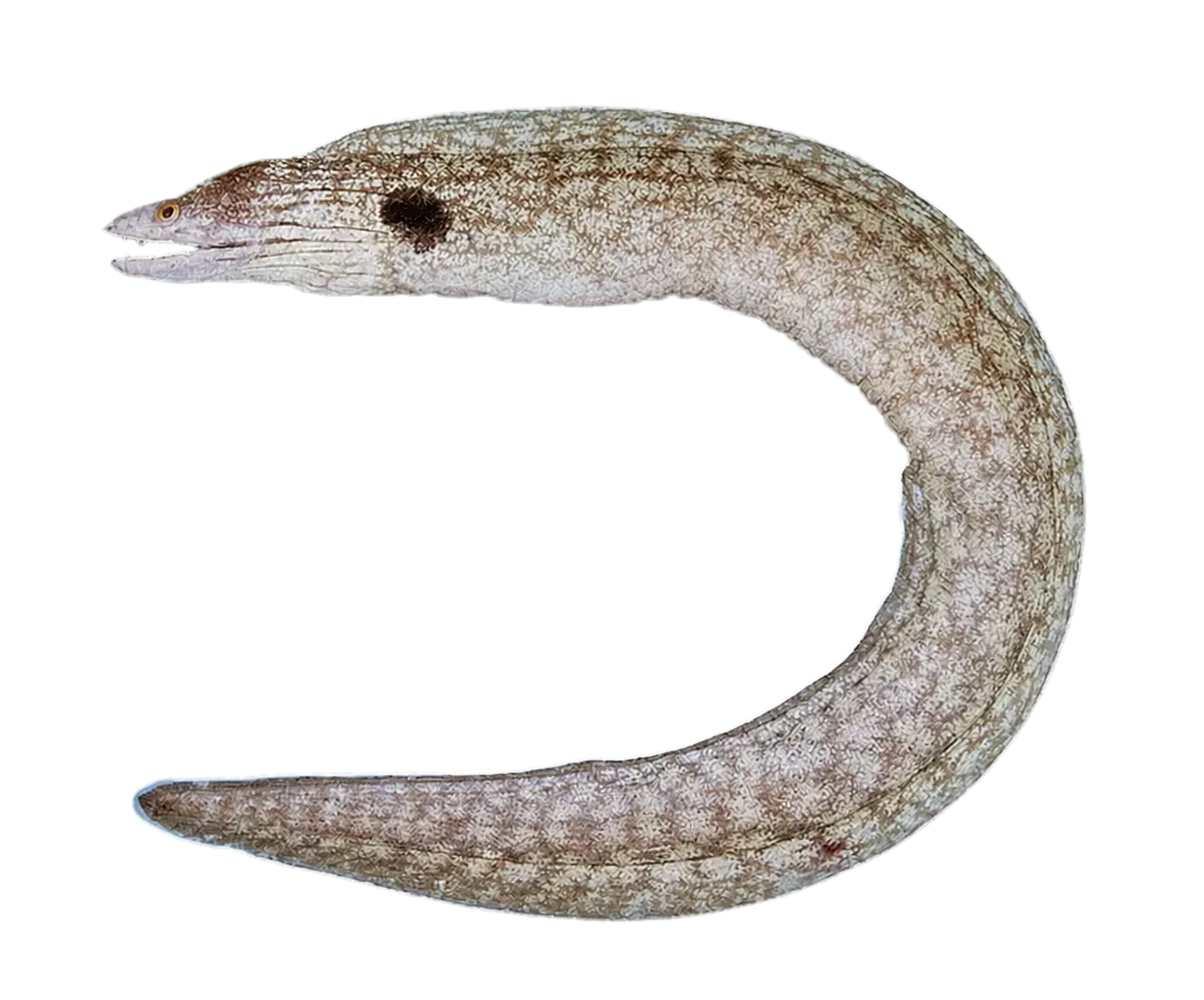 Oman moray (Gymnothorax megaspilus) specimen