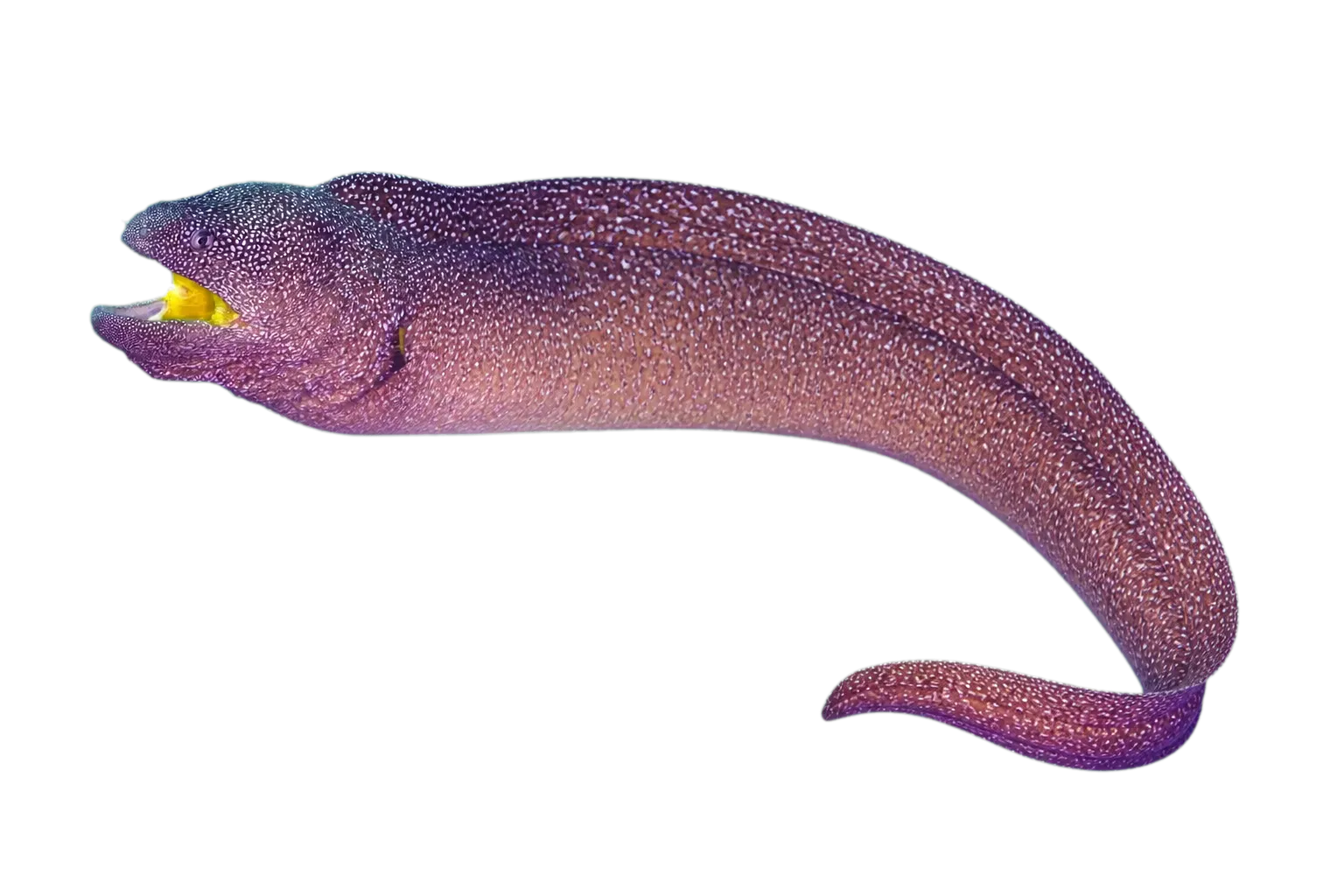 starry moray (Gymnothorax nudivomer) specimen