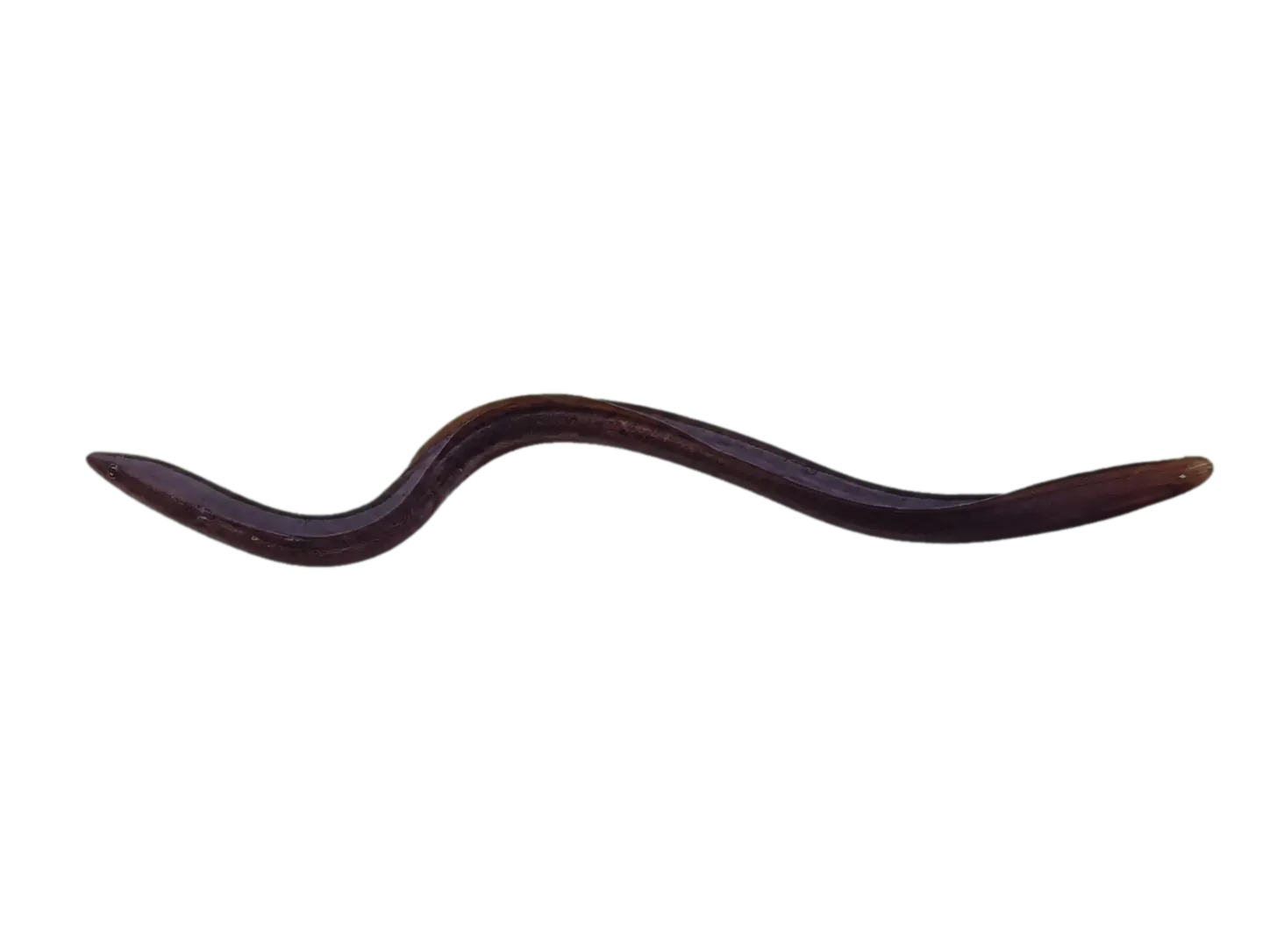 False brown moray (Gymnothorax pseudoherrei) specimen