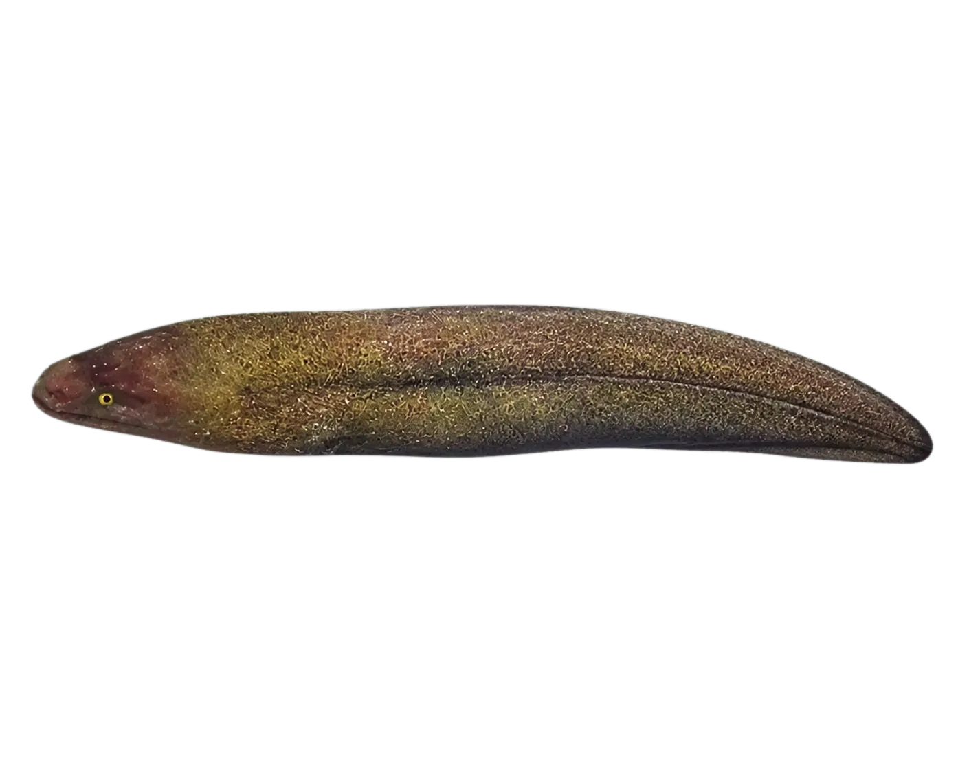 Taiwanese moray eel (Gymnothorax taiwanensis) specimen