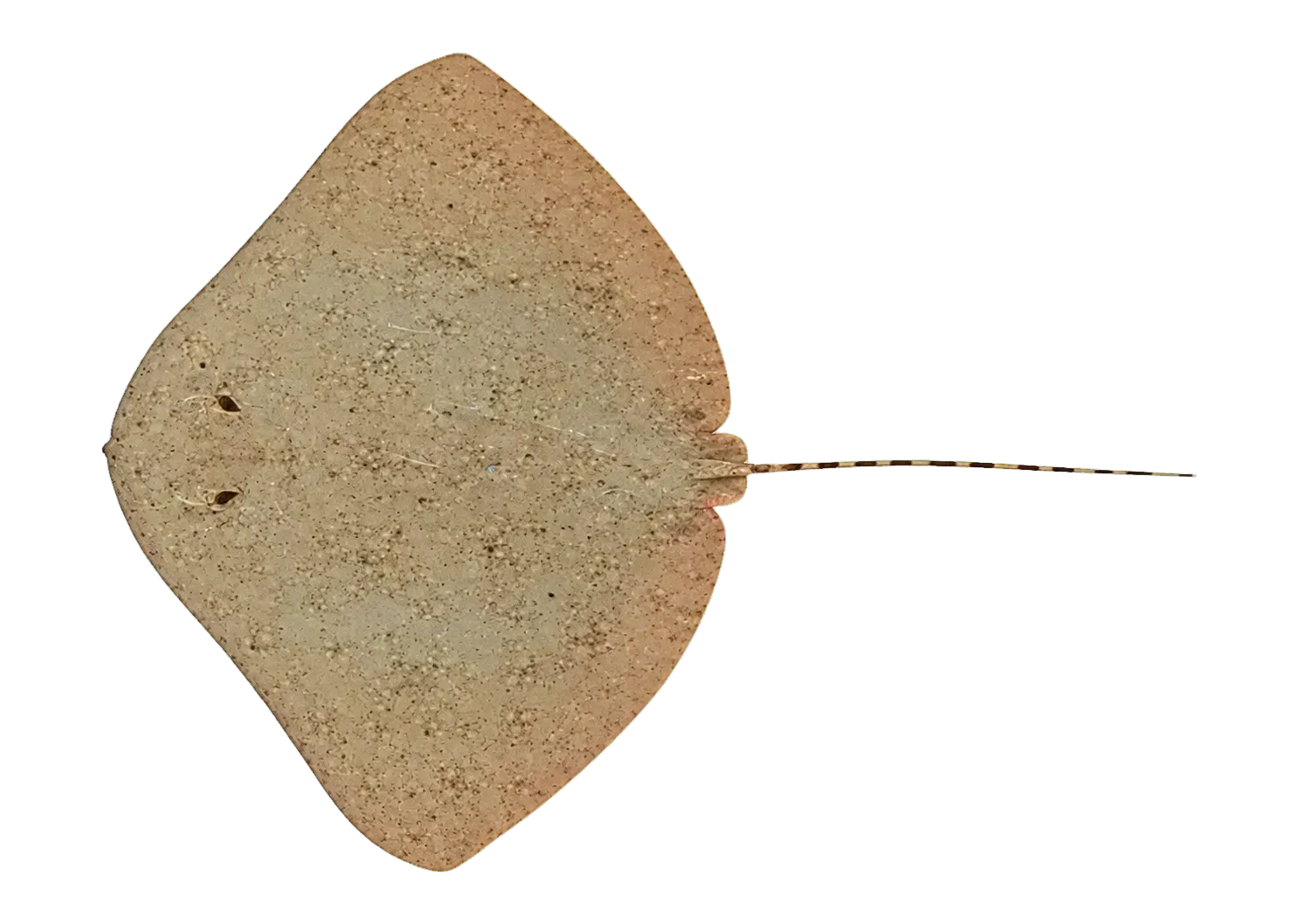 Australian butterfly ray (Gymnura australis) specimen