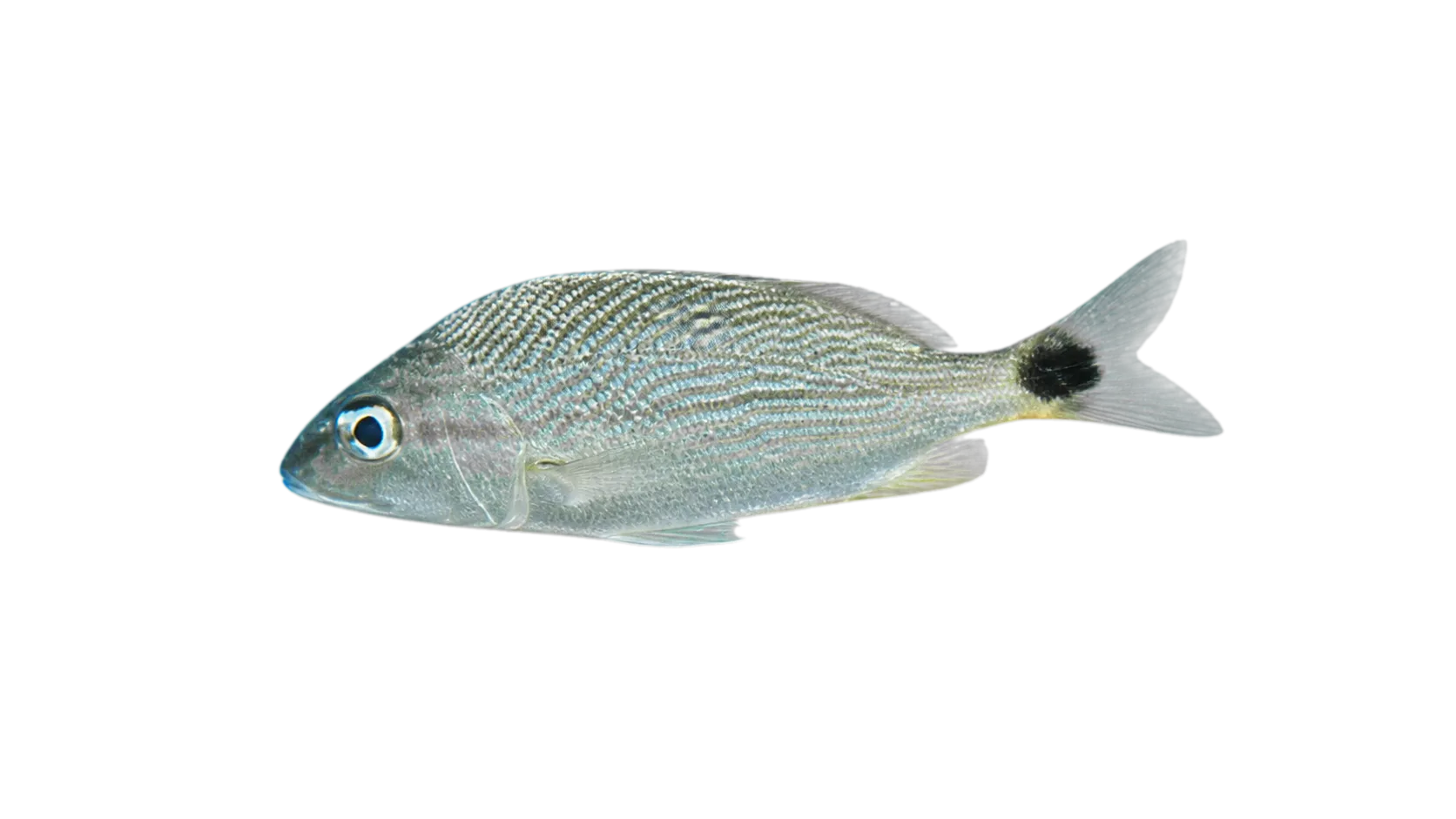 Atlantic Latin Grunt (Haemulon atlanticus) specimen