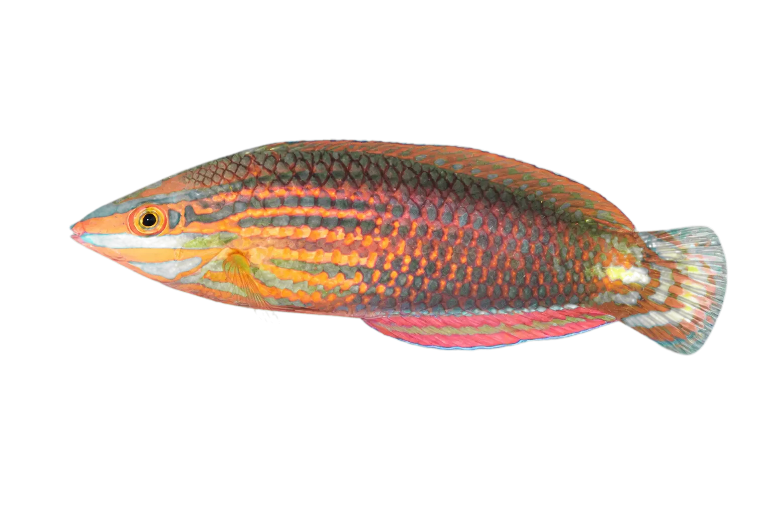 Red-lined wrasse (Halichoeres biocellatus) specimen