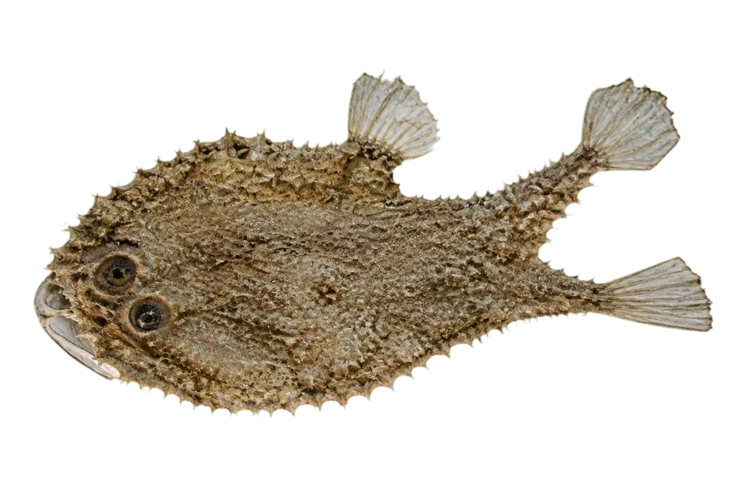 Batfish (Halieutaea stellata) specimen