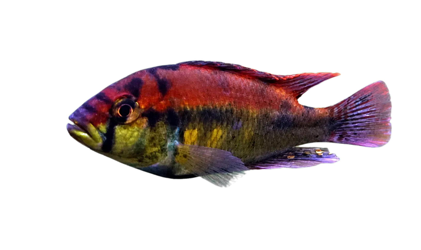Yellowbelly Albert (Haplochromis aeneocolor) specimen