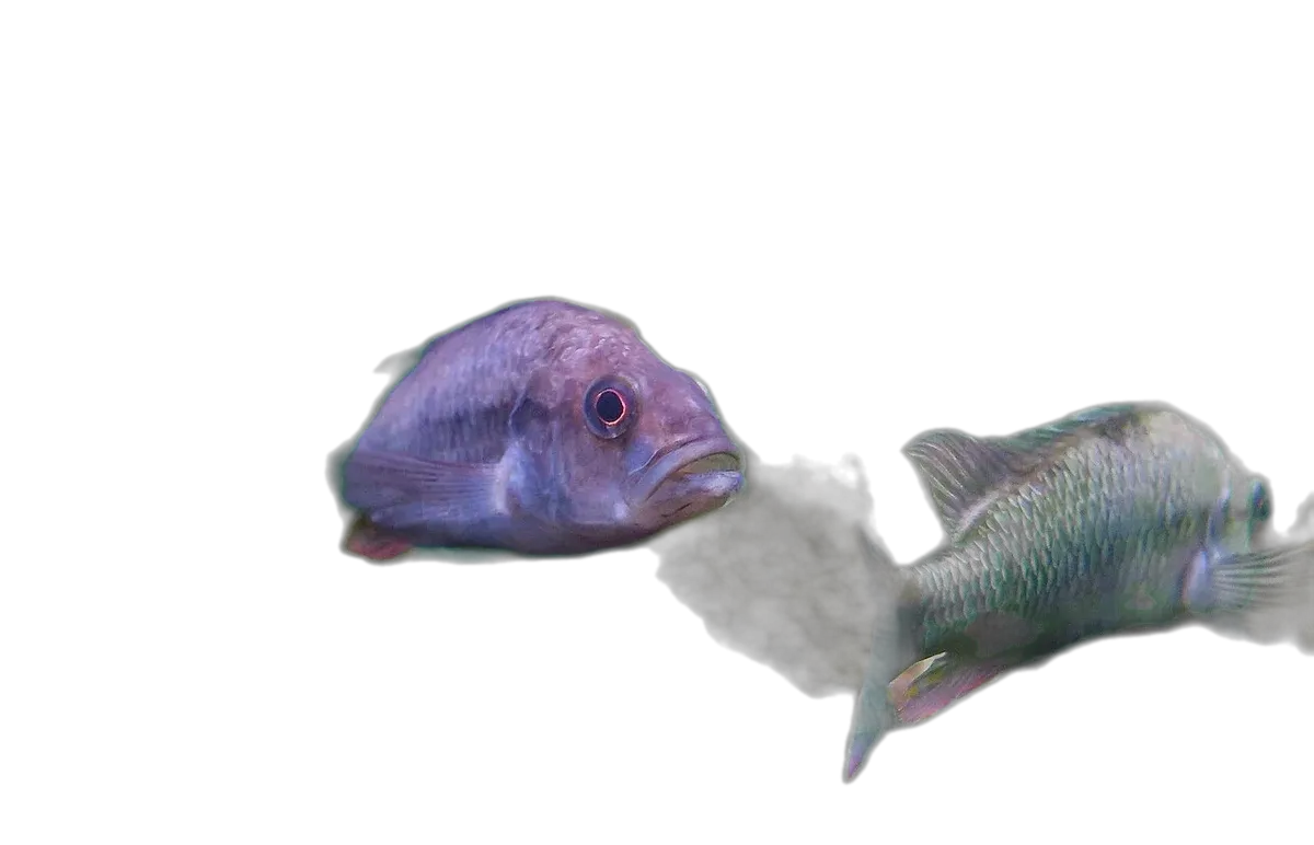 Perrieri Cichlid (Haplochromis perrieri) specimen