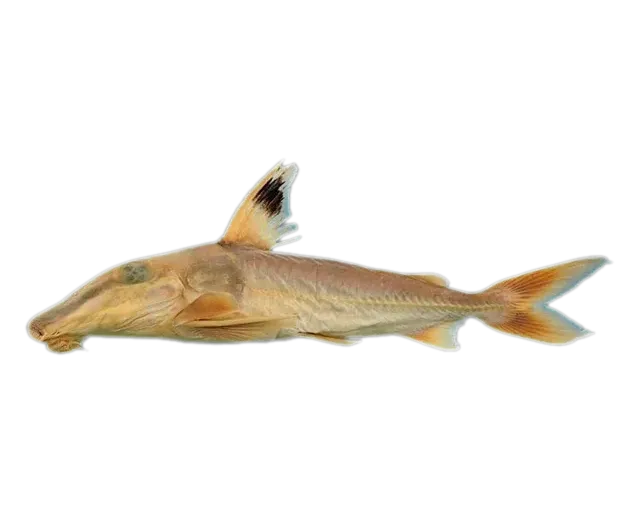 Mato Grosso Mouse Catfish (Hassar shewellkeimi) specimen