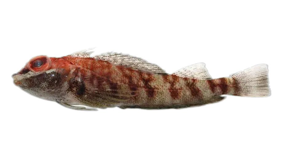 Triangle triplefin (Helcogramma inclinata) specimen