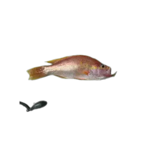 longtail bass (Hemanthias leptus) specimen