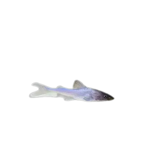 Armoured sea catfish (Hemiarius stormii) specimen