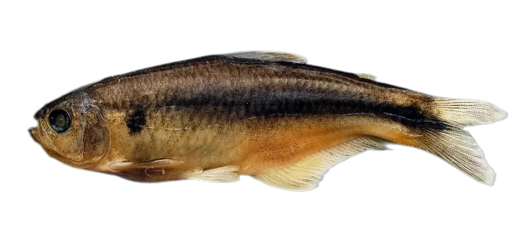 Hemibrycon boquiae (Hemibrycon boquiae) specimen