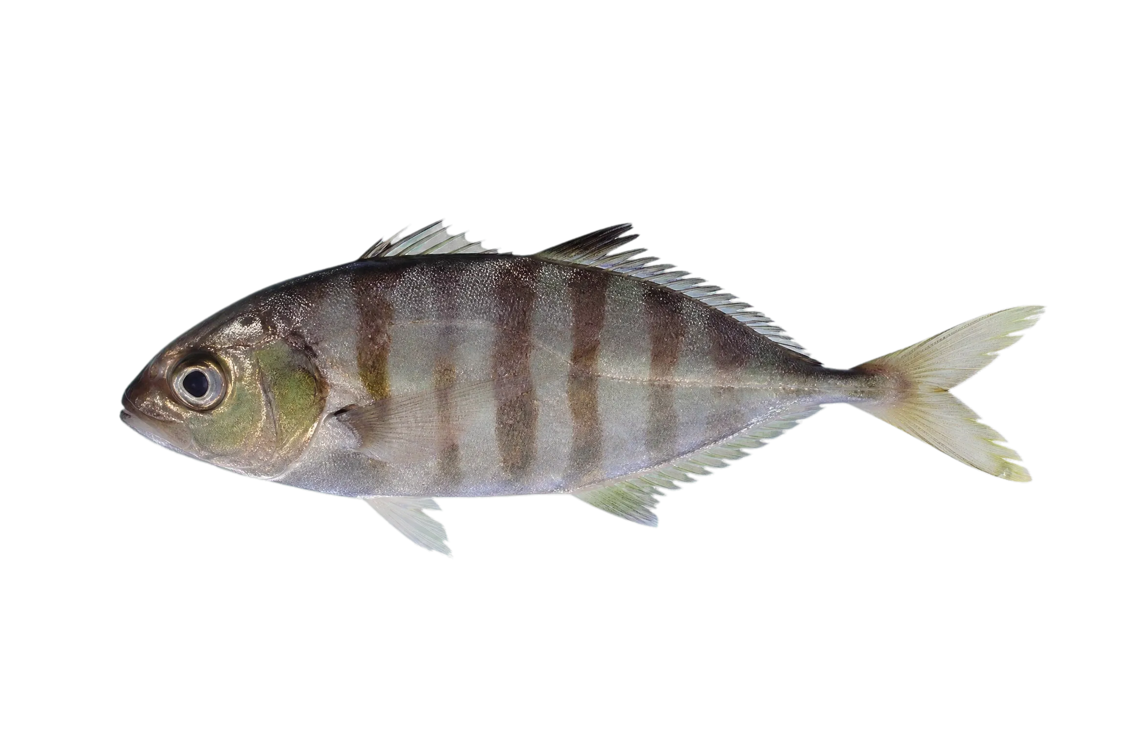 Bicolor jack (Hemicaranx bicolor) specimen