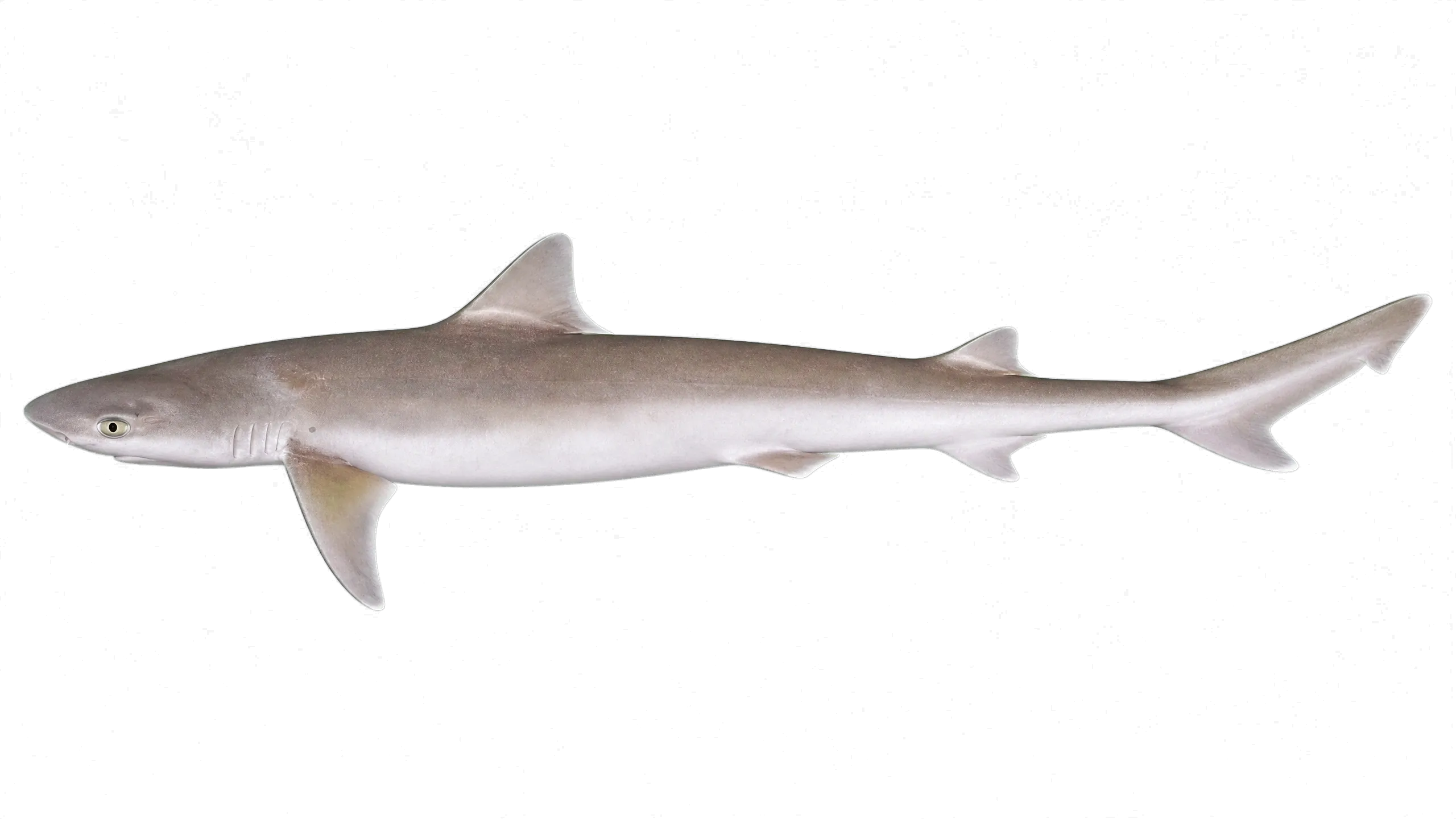 sicklefin weasel shark (Hemigaleus microstoma) specimen