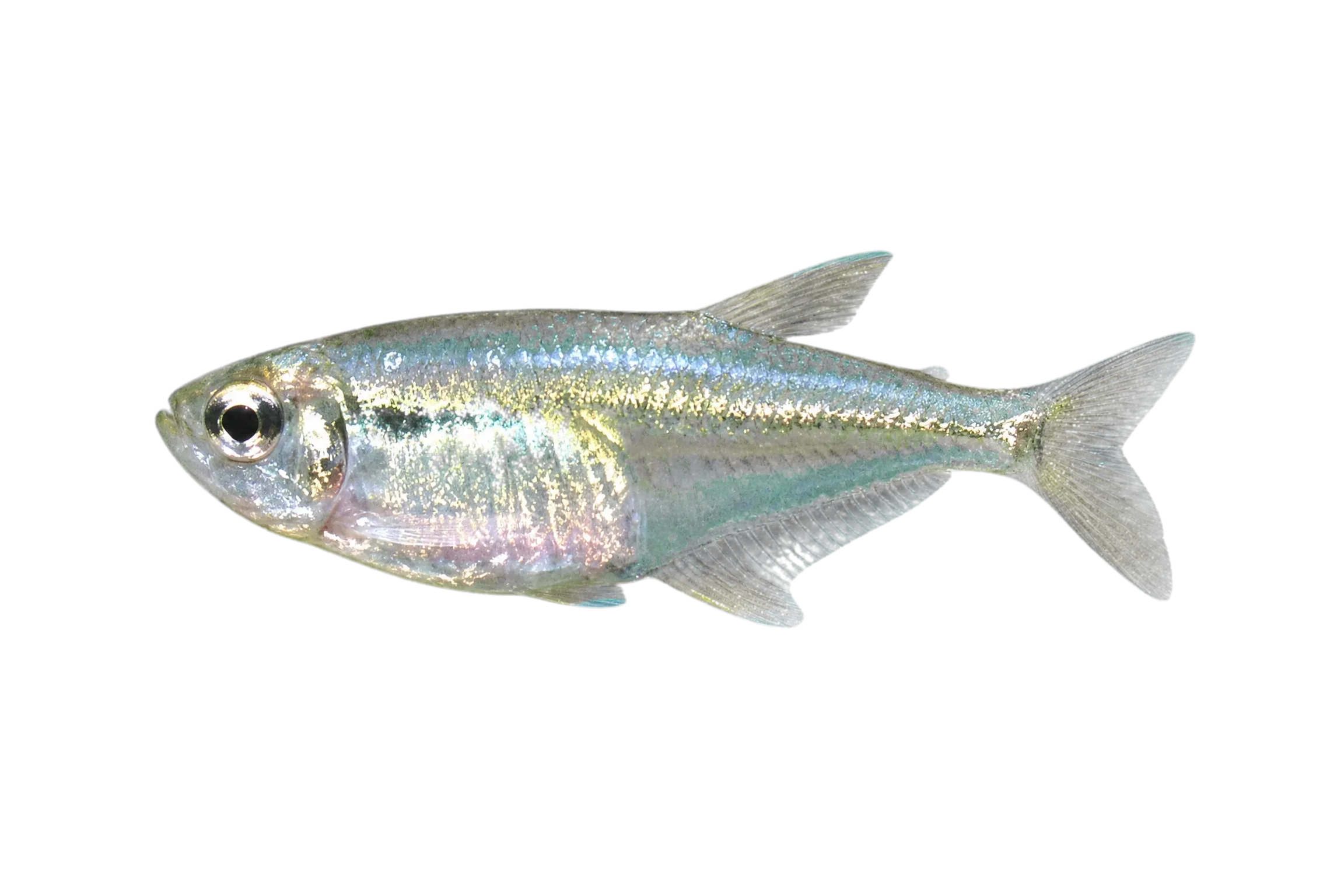 Hemigrammus changae (Hemigrammus changae) specimen