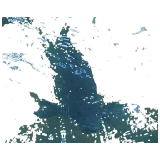 black bream (Hephaestus fuliginosus) specimen
