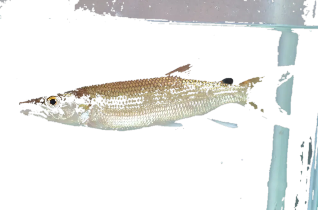 Kafue Pike (Hepsetus lineatus) specimen