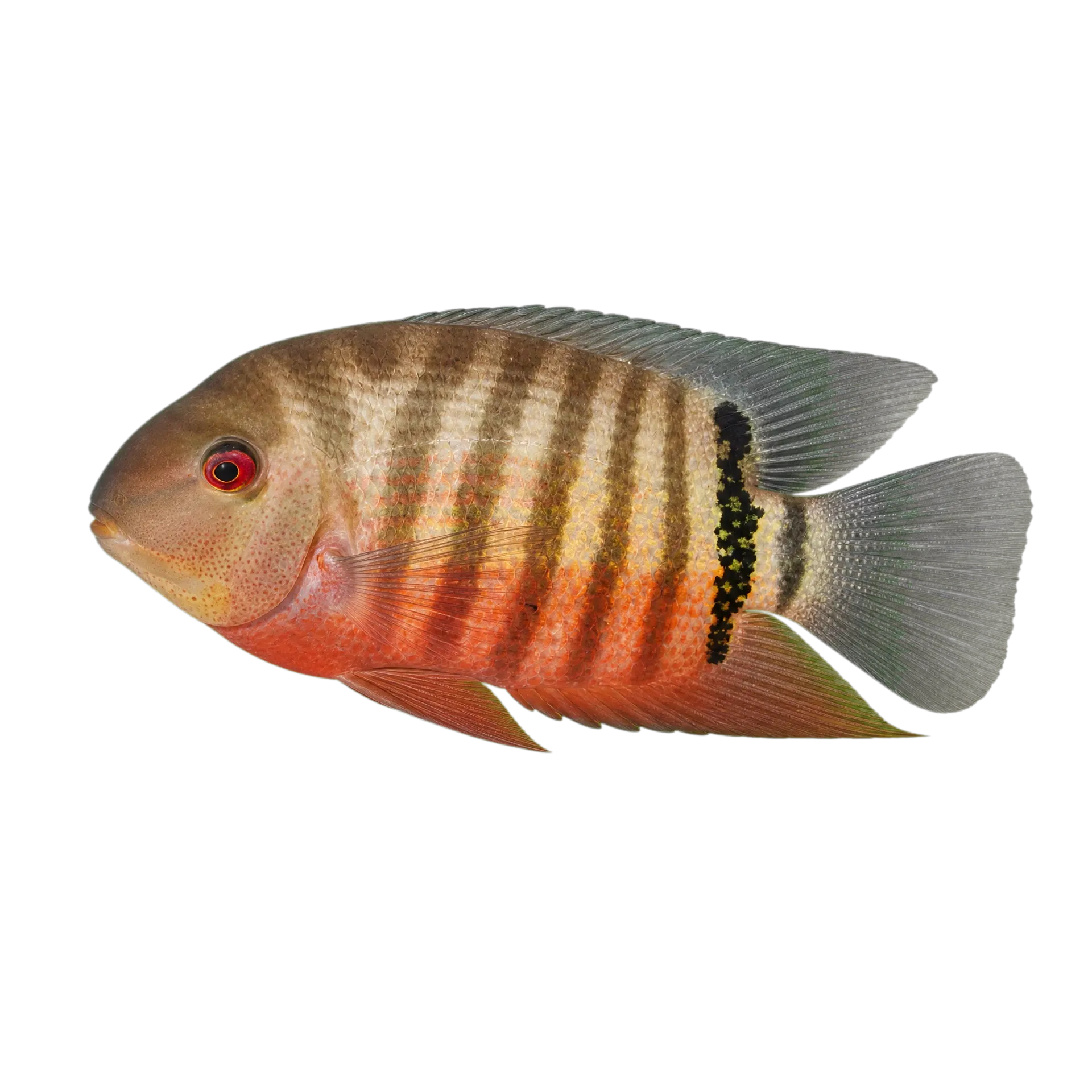 Red Mouthbrooder Severum (Heros liberifer) specimen