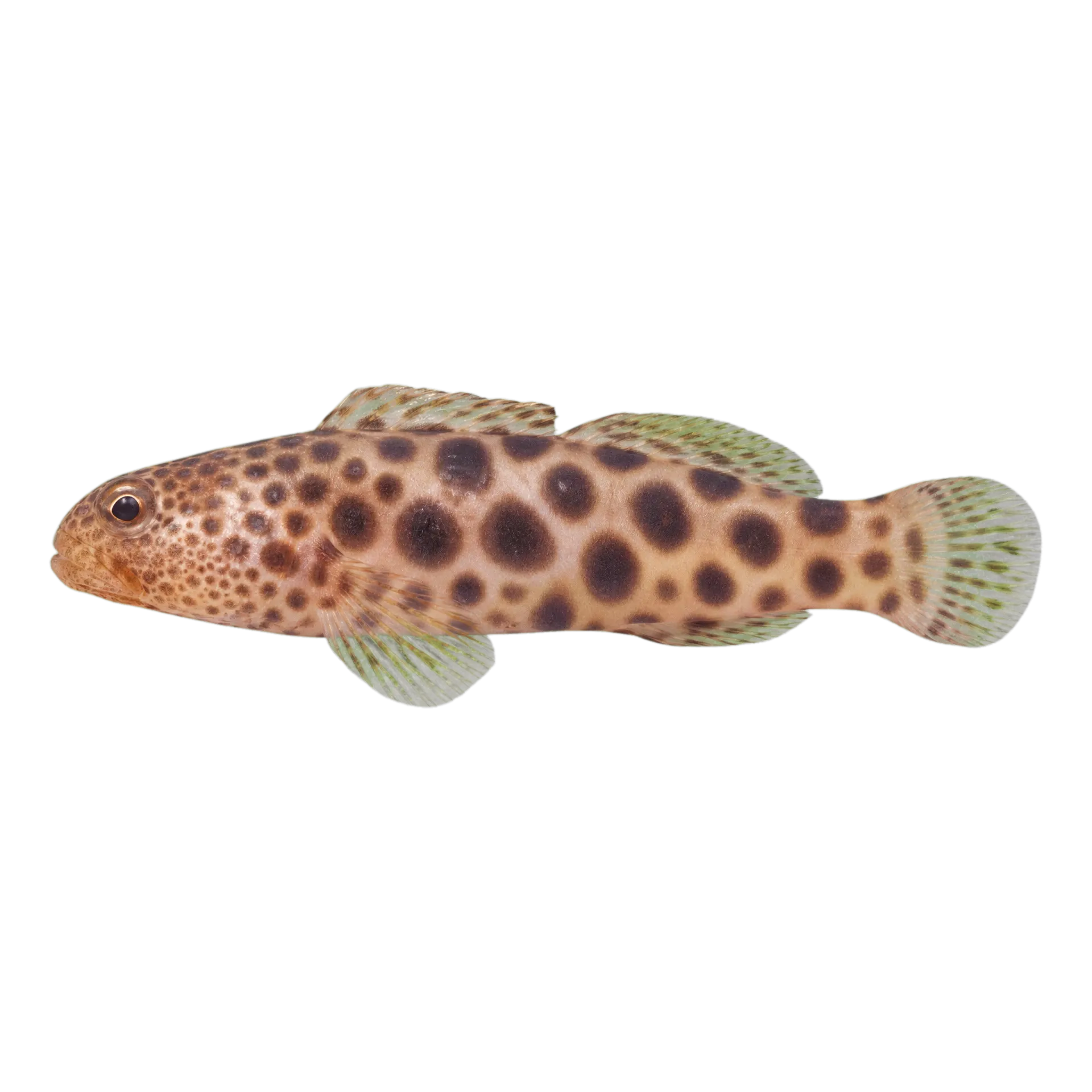 mustachioed snake eel (Herpetoichthys fossatus) specimen