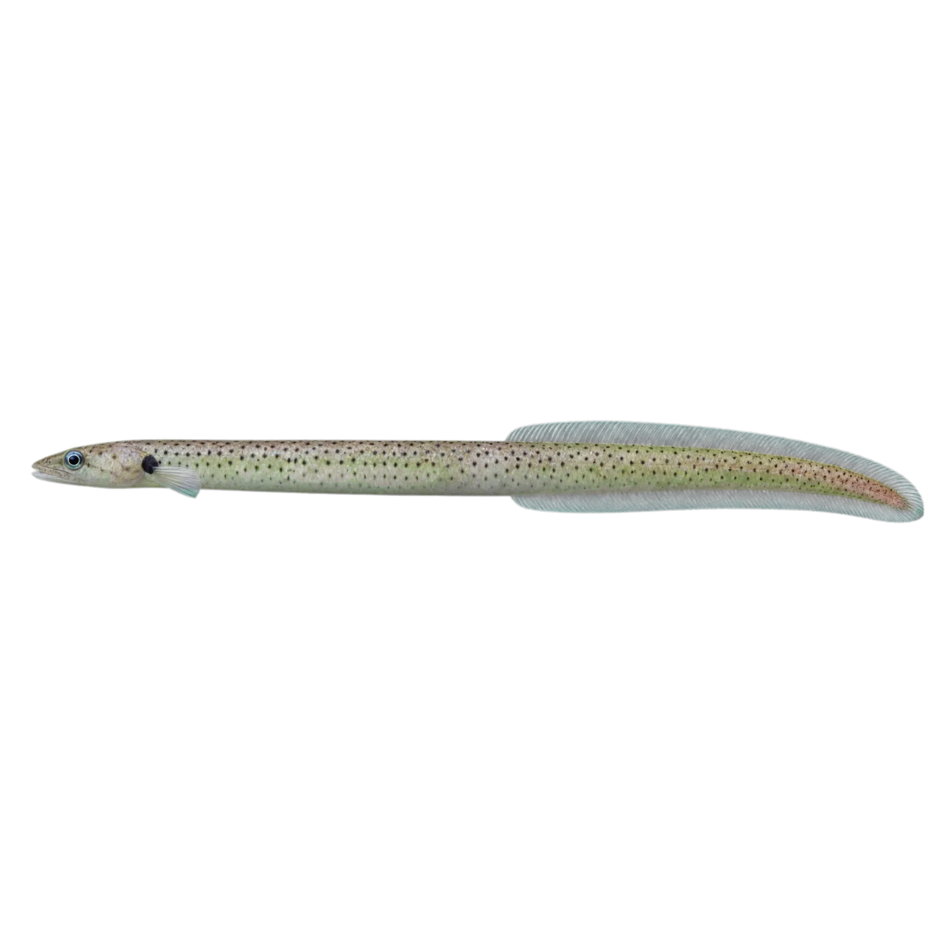 Cape garden eel (Heteroconger canabus) specimen