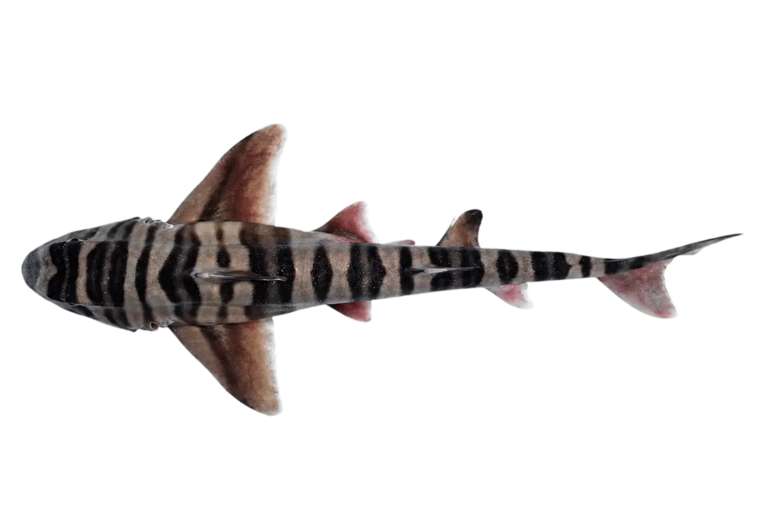 Painted hornshark (Heterodontus marshallae) specimen