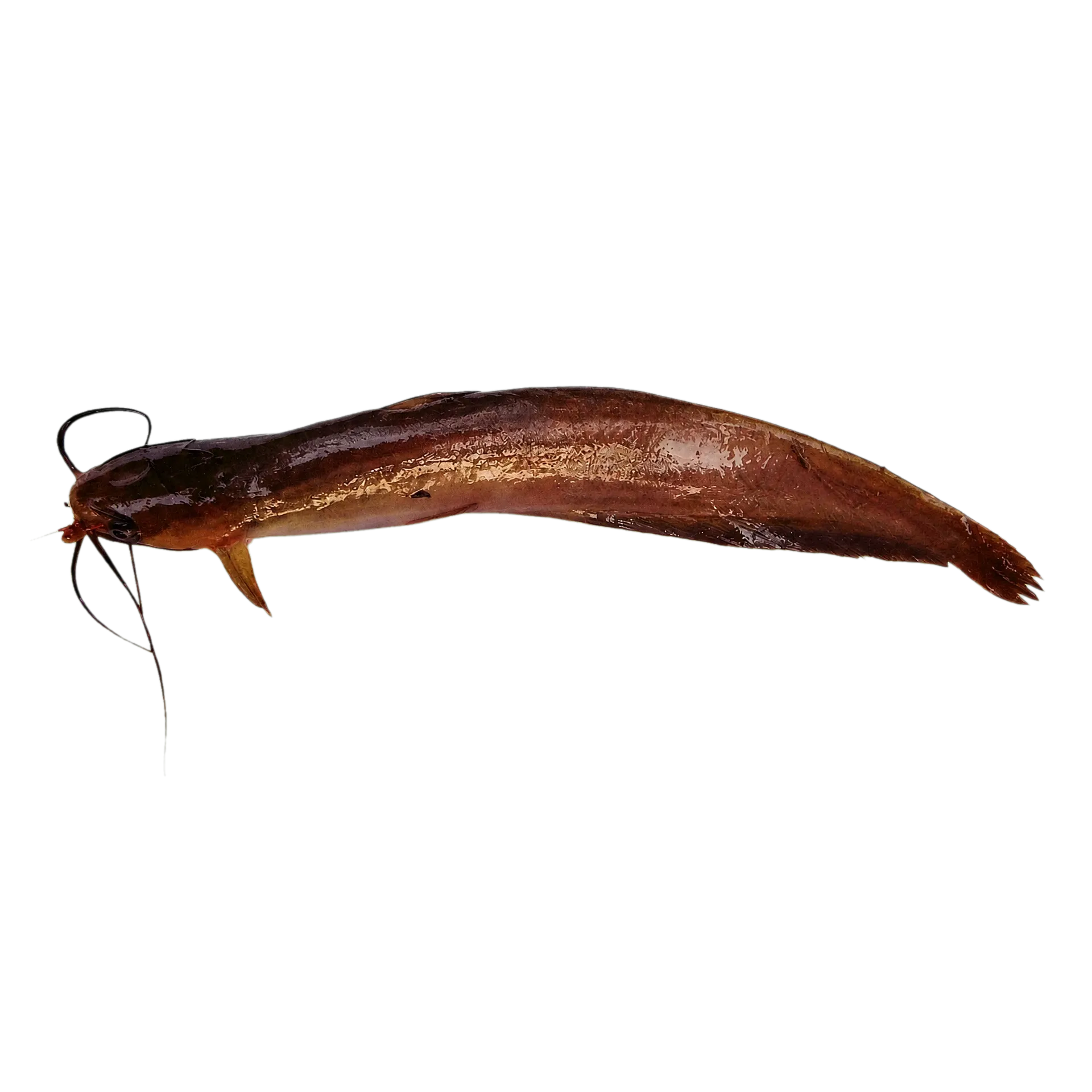 Airsac catfish (Heteropneustes microps) specimen