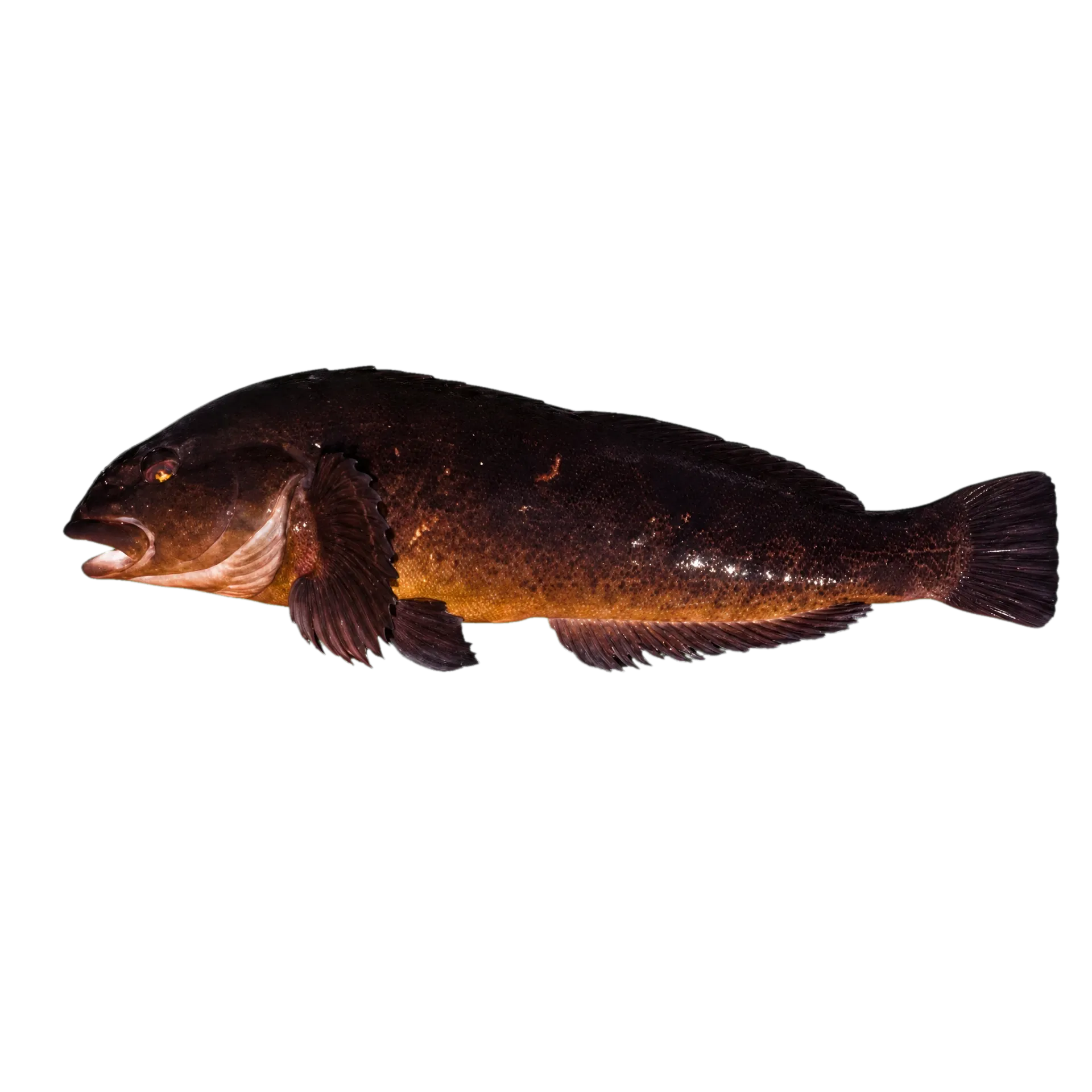 kelp greenling (Hexagrammos decagrammus) specimen