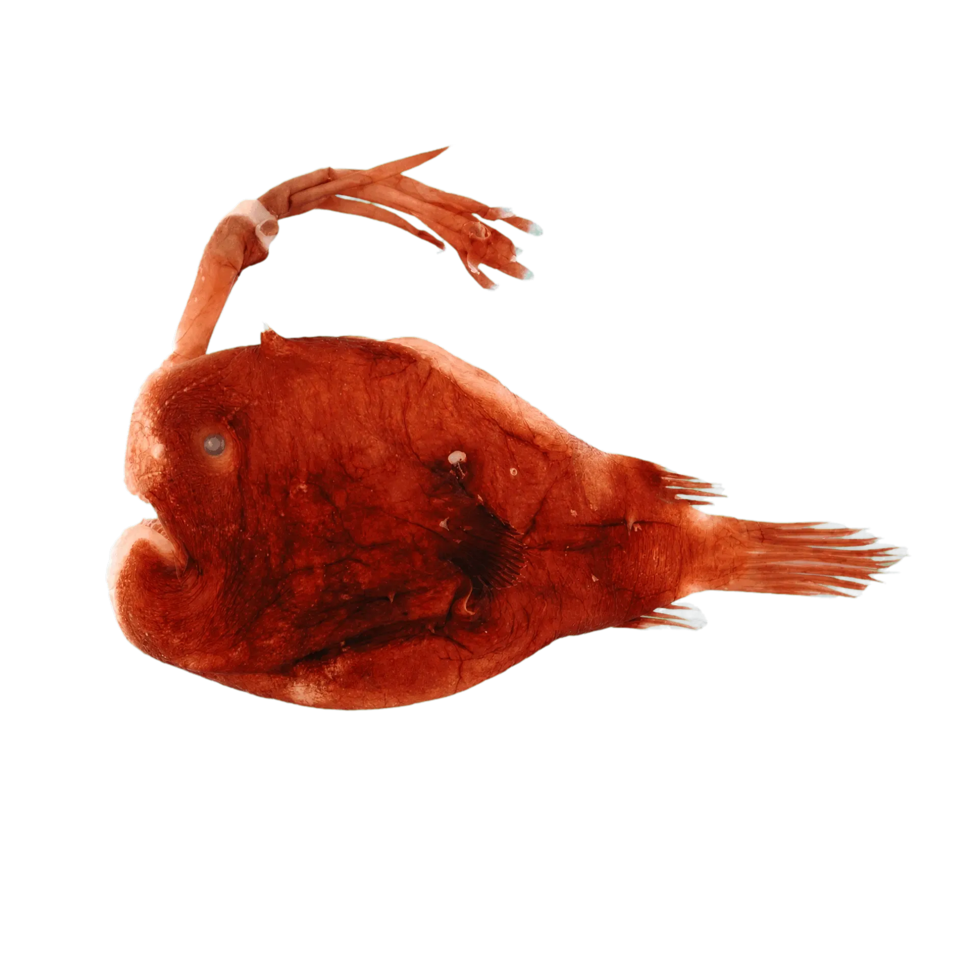 Himantolophus cornifer (Himantolophus cornifer) specimen