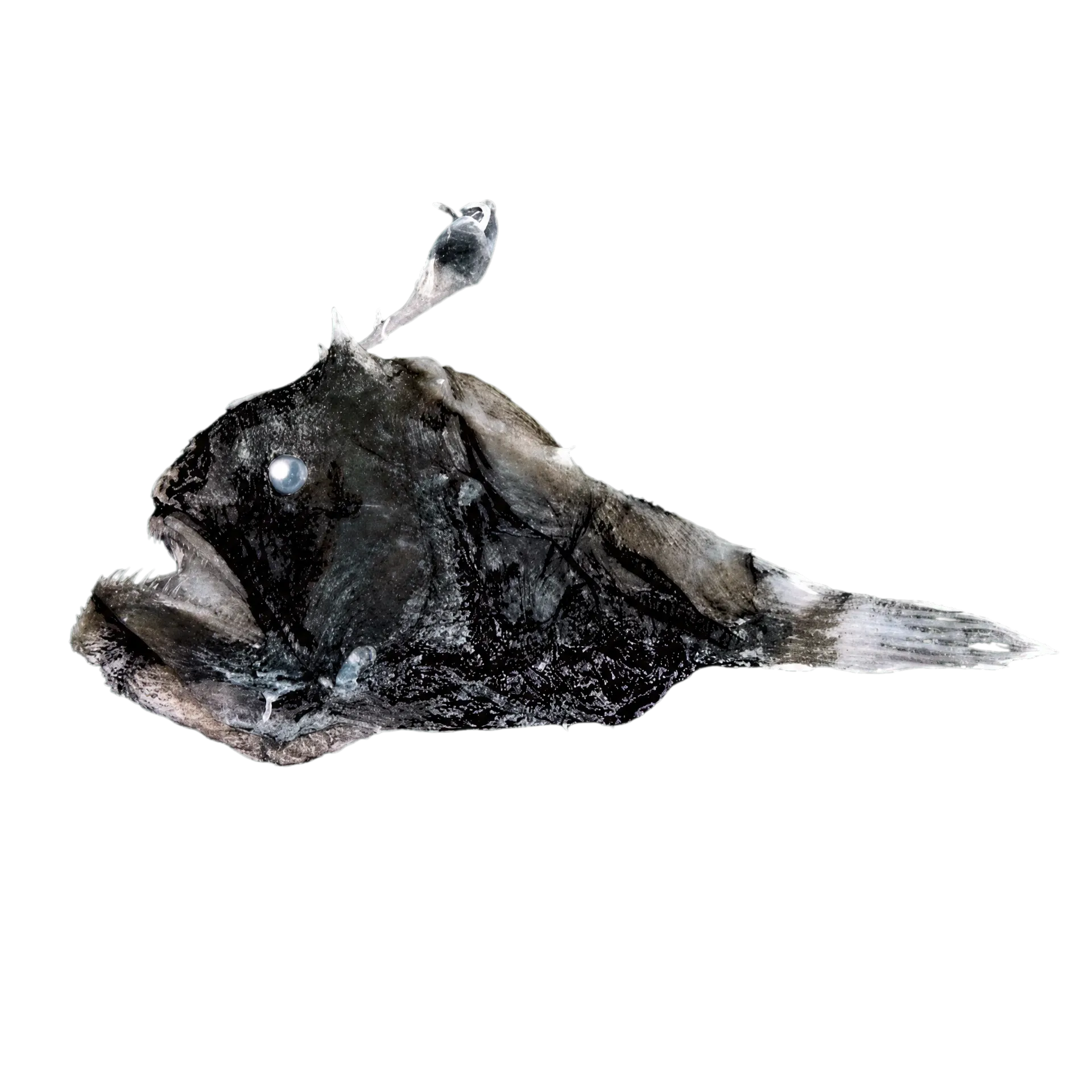 Himantolophus melanolophus (Himantolophus melanolophus) specimen