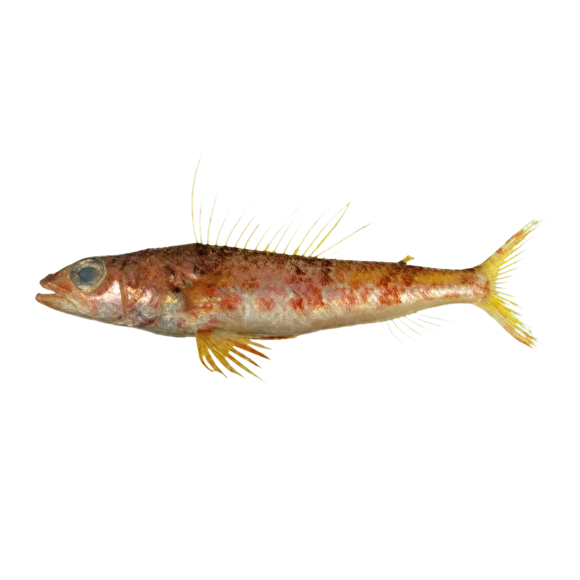 Hime formosana (Hime formosana) specimen