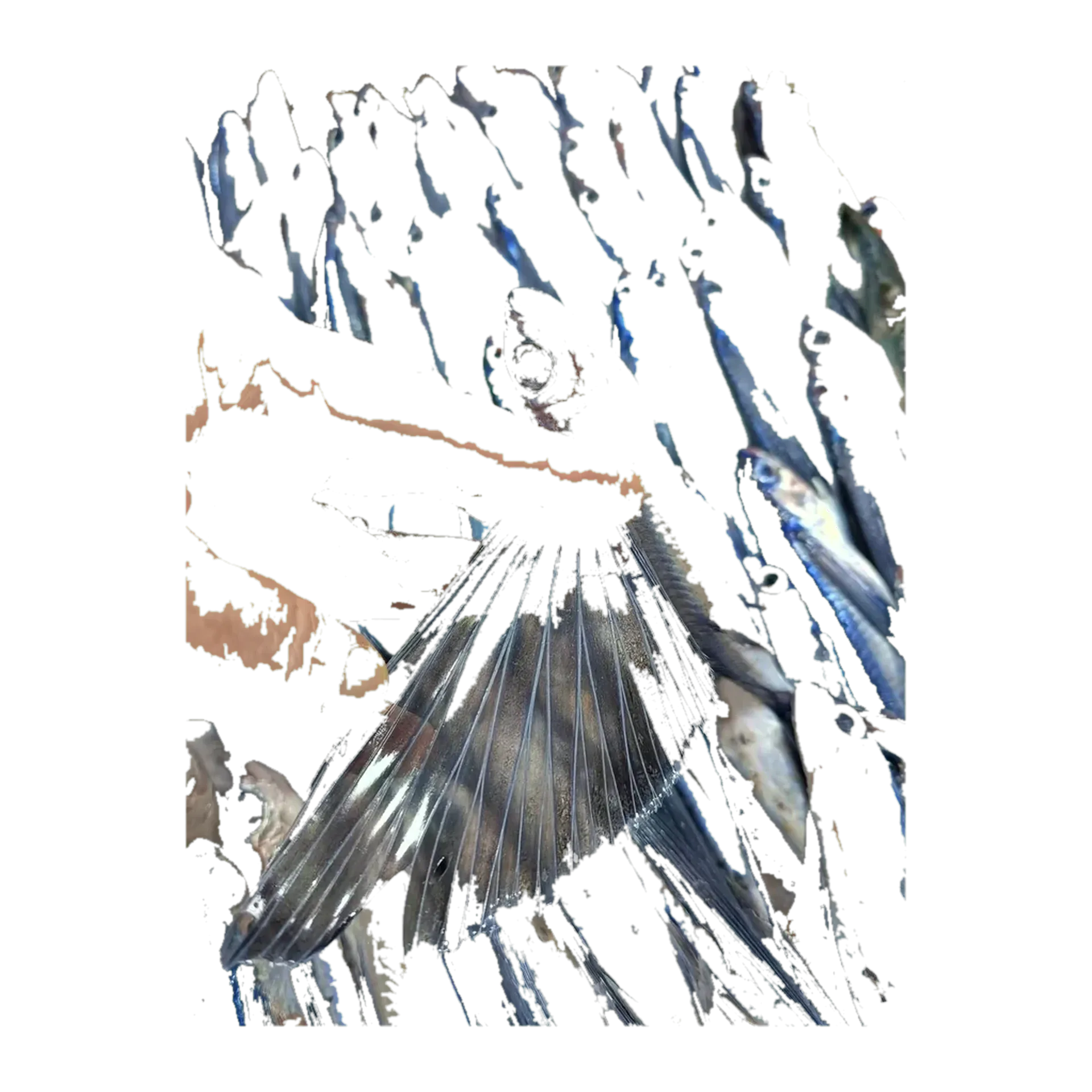 bladewing flyingfish (Hirundichthys marginatus) specimen