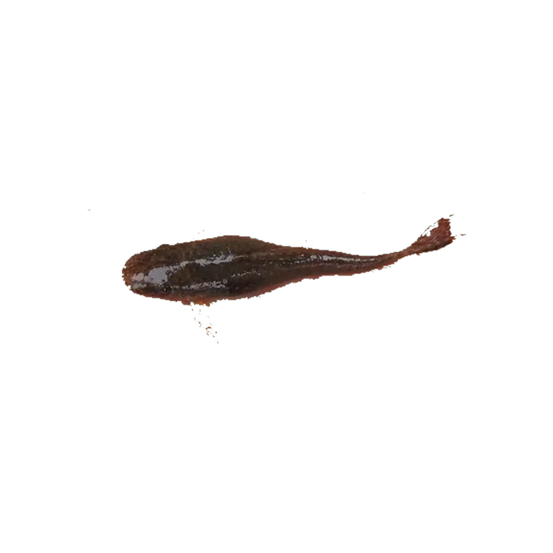Hisonotus laevior (Hisonotus laevior) specimen