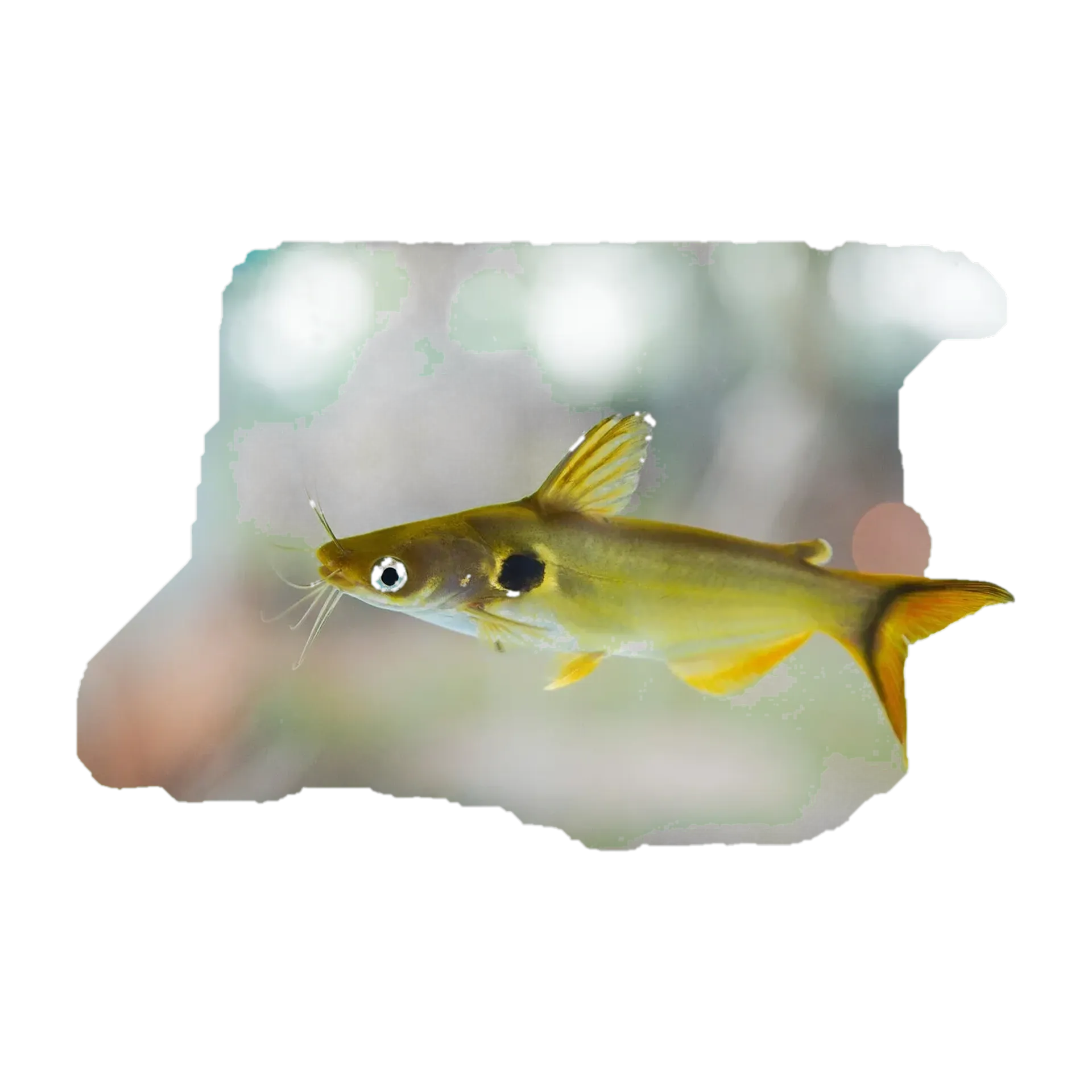 Günther's catfish (Horabagrus brachysoma) specimen