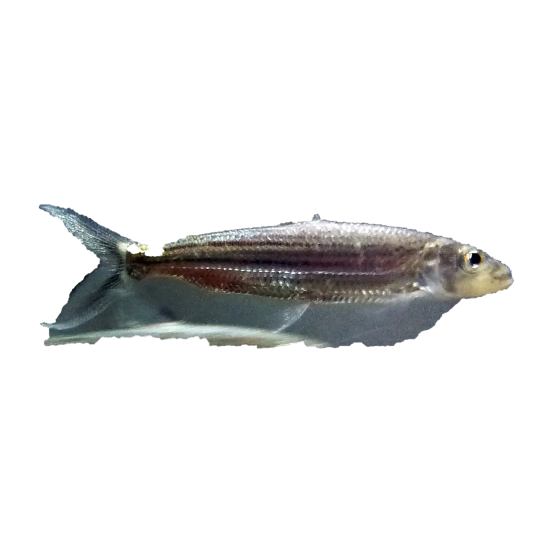 Tanzanian tigerfish (Hydrocynus tanzaniae) specimen