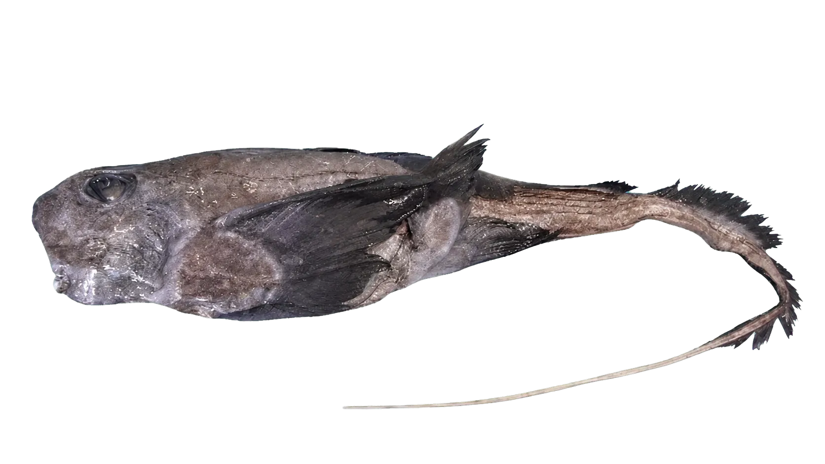 African chimaera (Hydrolagus africanus) specimen