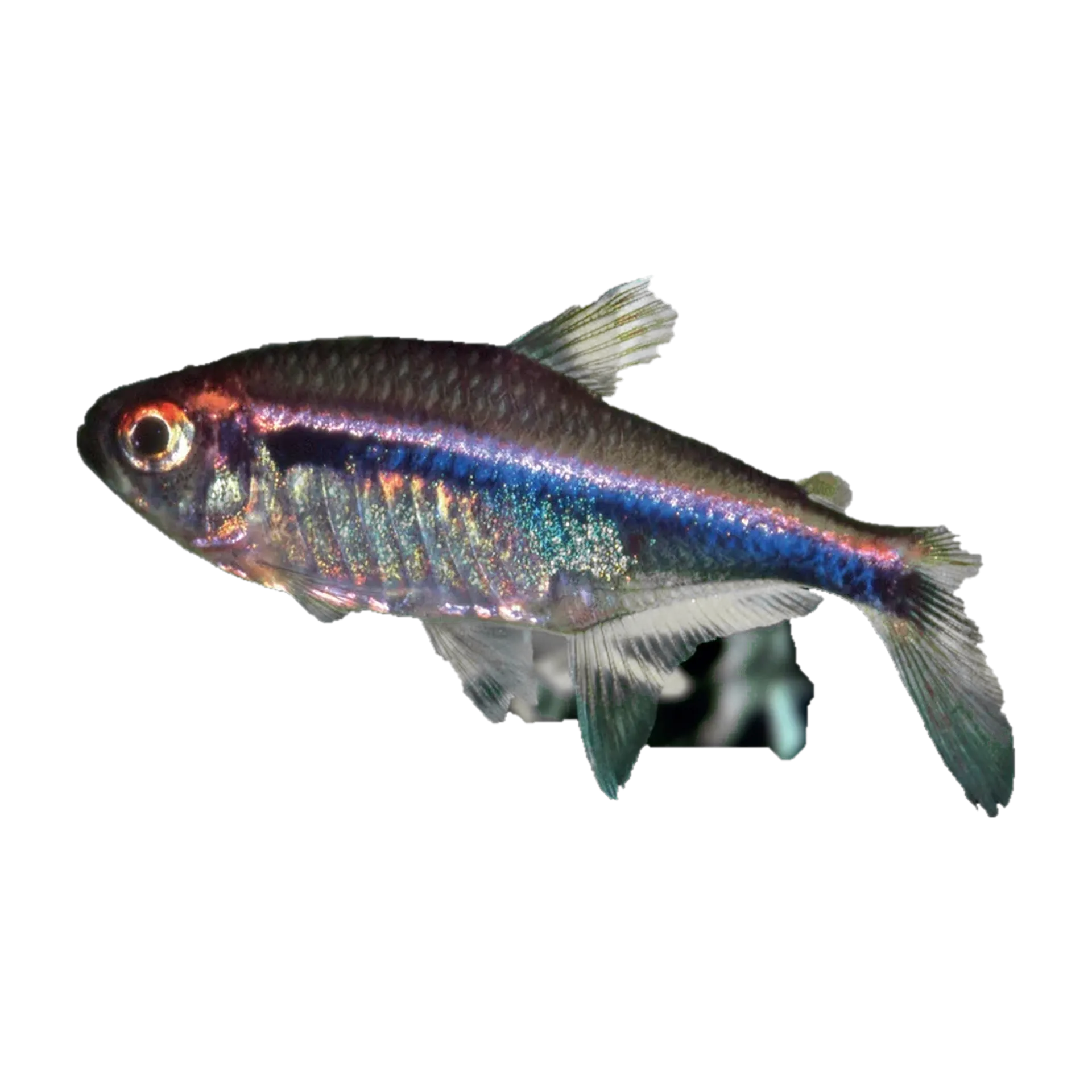 Yellow-jaw Tetra (Hyphessobrycon agulha) specimen
