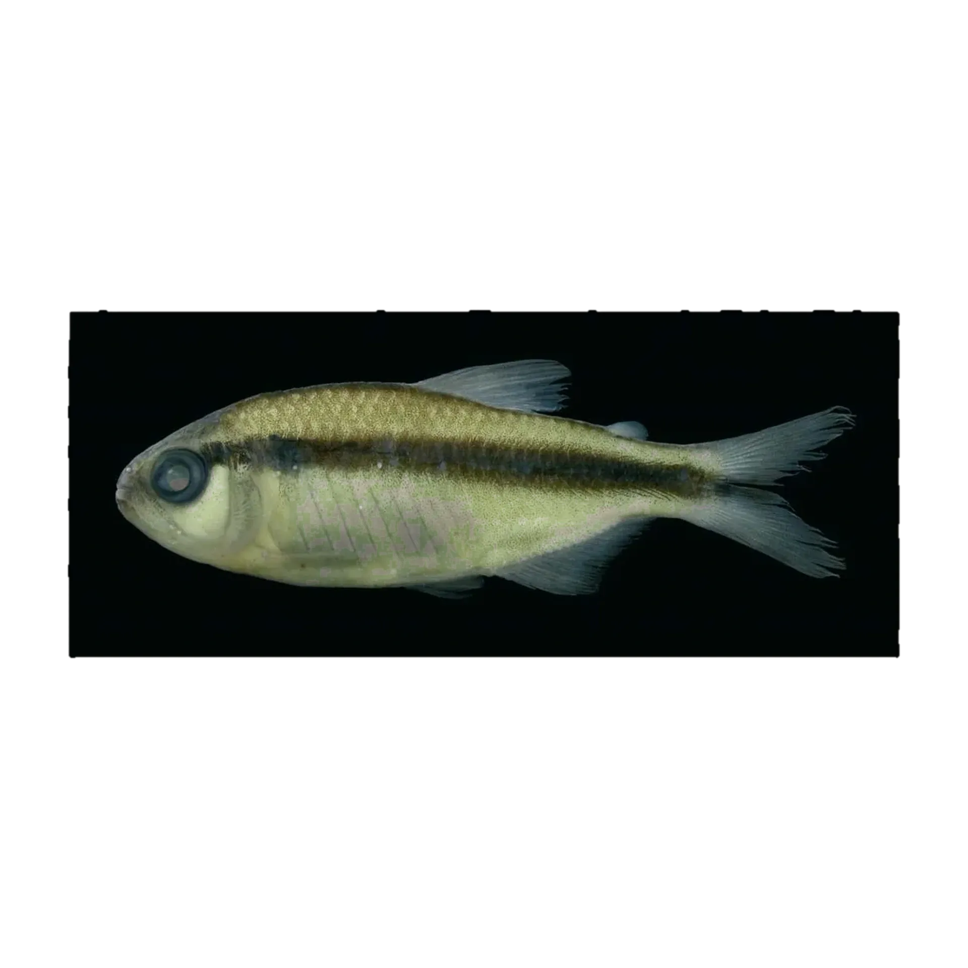 Hyphessobrycon melanostichos (Hyphessobrycon melanostichos) specimen