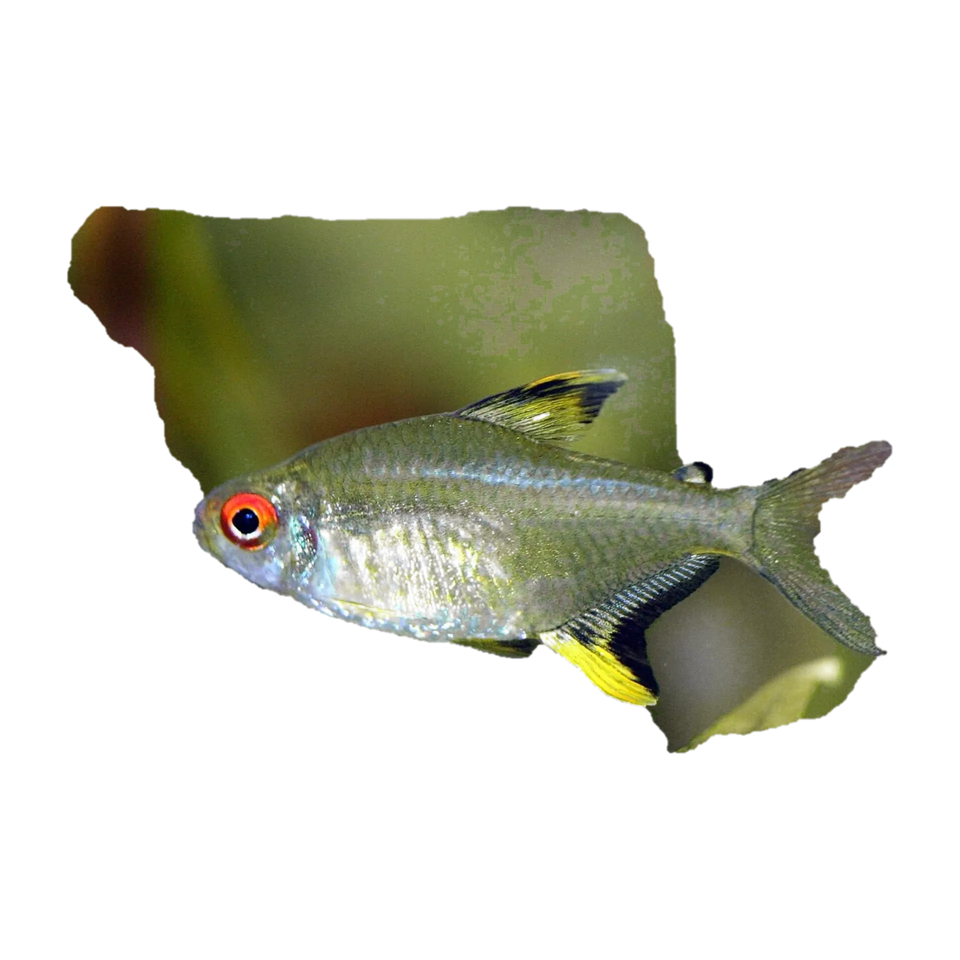 Lemon tetra (Hyphessobrycon pulchripinnis) specimen