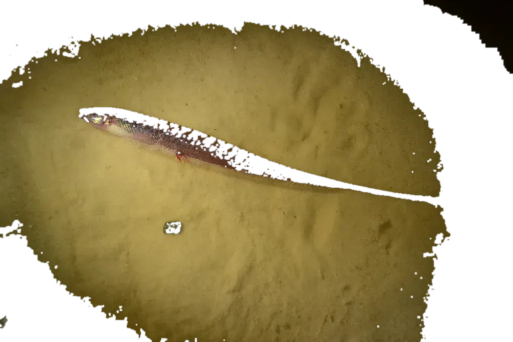 Hypopygus neblinae (Hypopygus neblinae) specimen