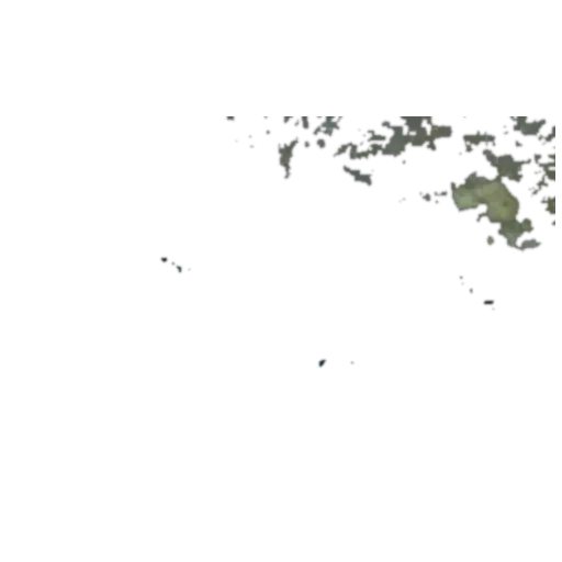 Eightbar grouper (Hyporthodus octofasciatus) specimen