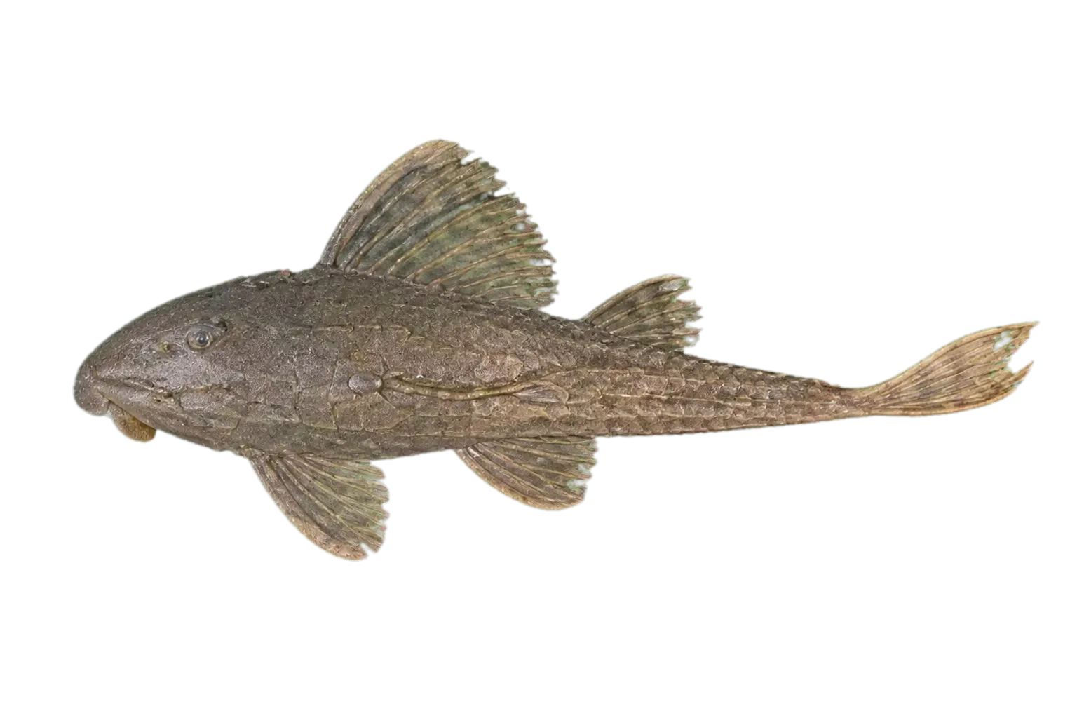 Hypostomus ancistroides (Hypostomus ancistroides) specimen